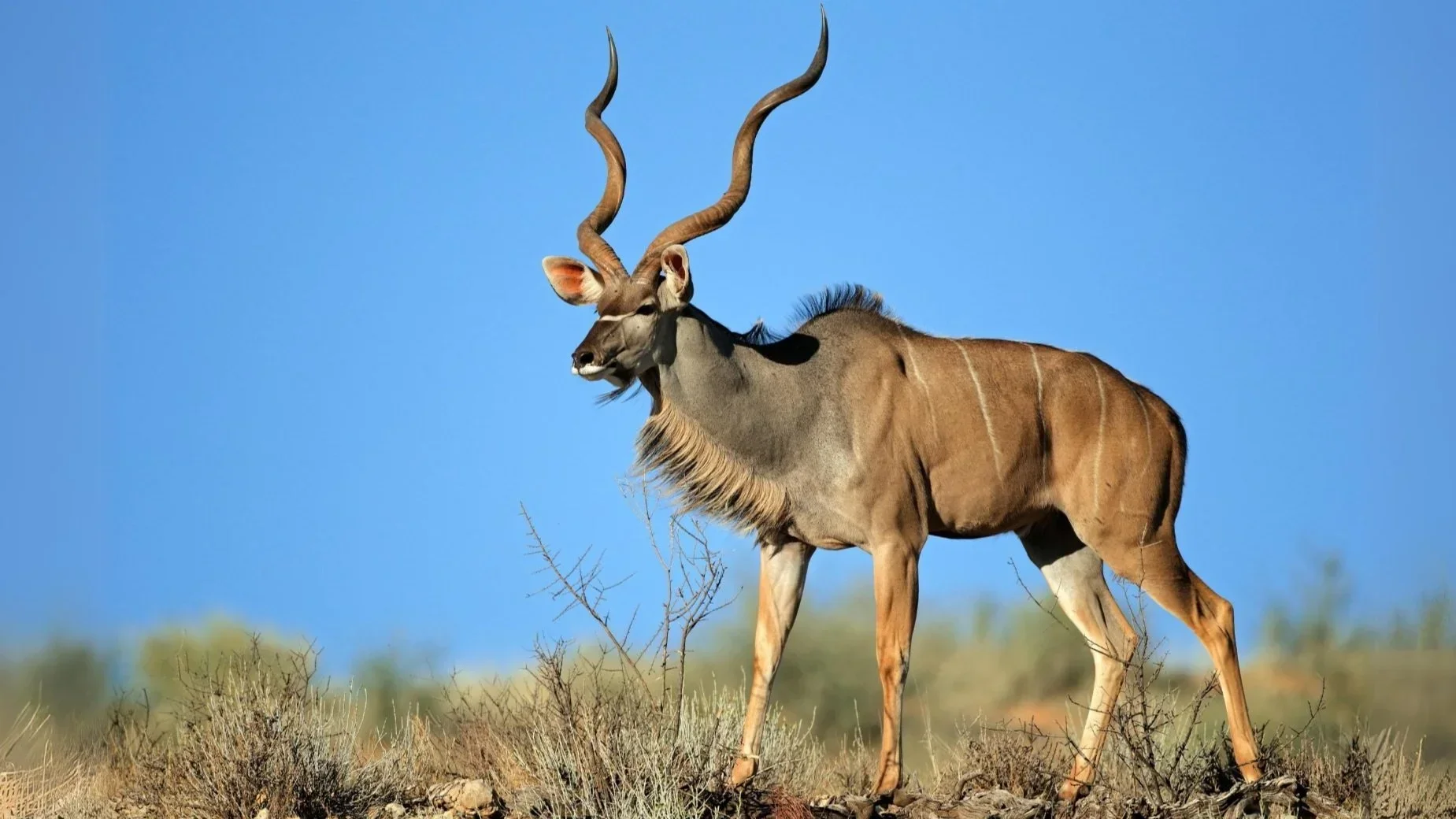 Kudu+wallpaper+_281_29.webp