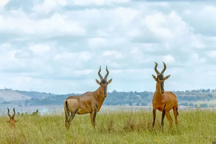 Hunting at Berendina Wildsplaas South Africa - two Red Hartebeest bulls with big horns in long green grass