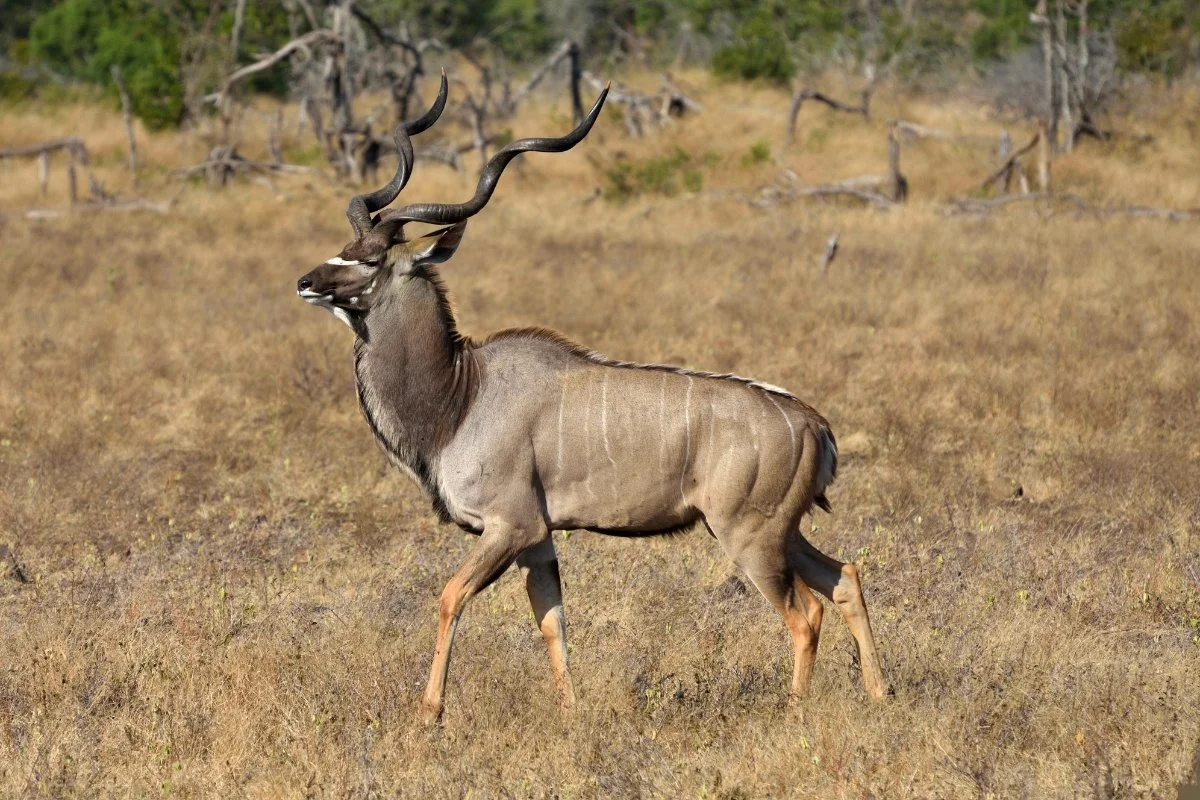 Hunting at Berendina Wildsplaas South Africa -  Kudu Bull walking with big horns