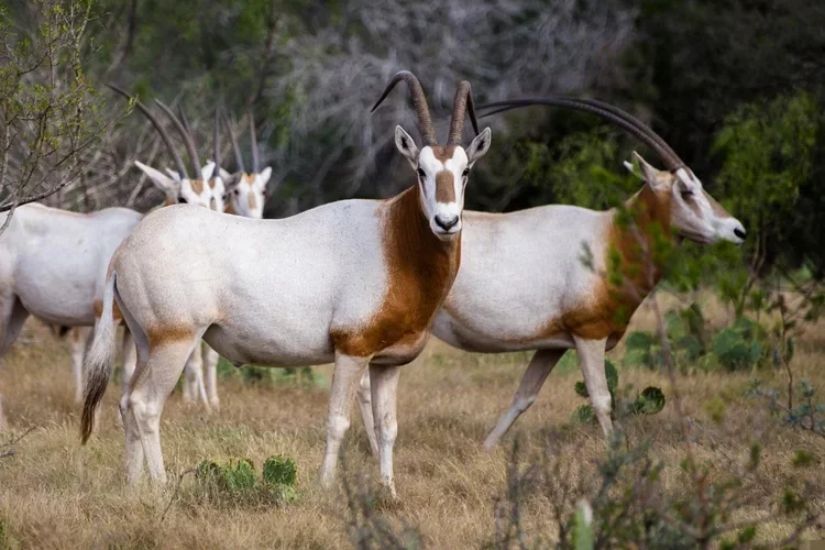 Hunting at Berendina Wildsplaas South Africa - large Scimitar Oryx