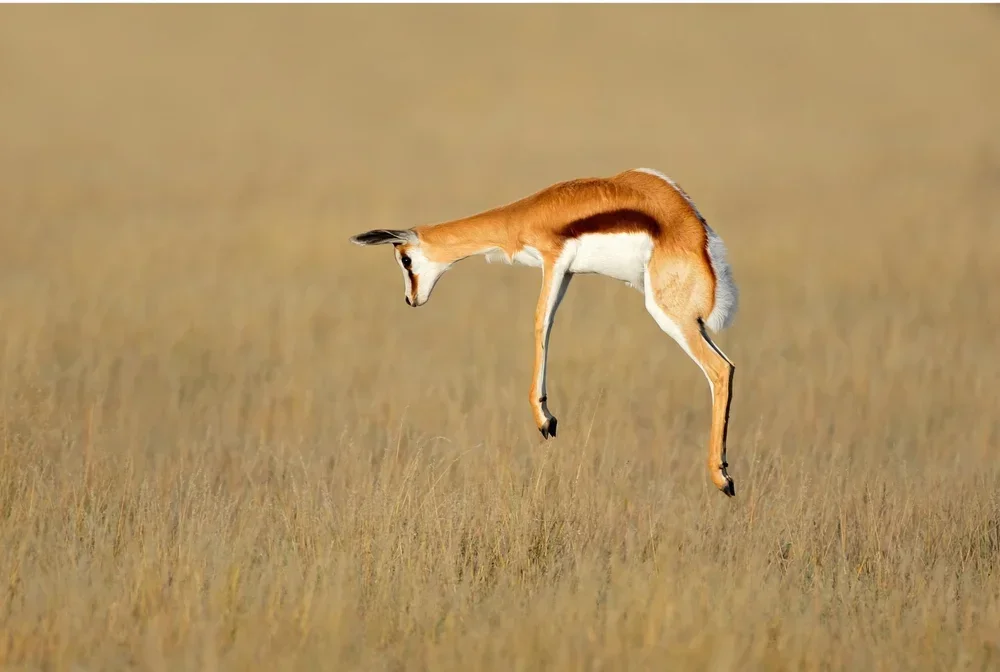 Springbok.webp