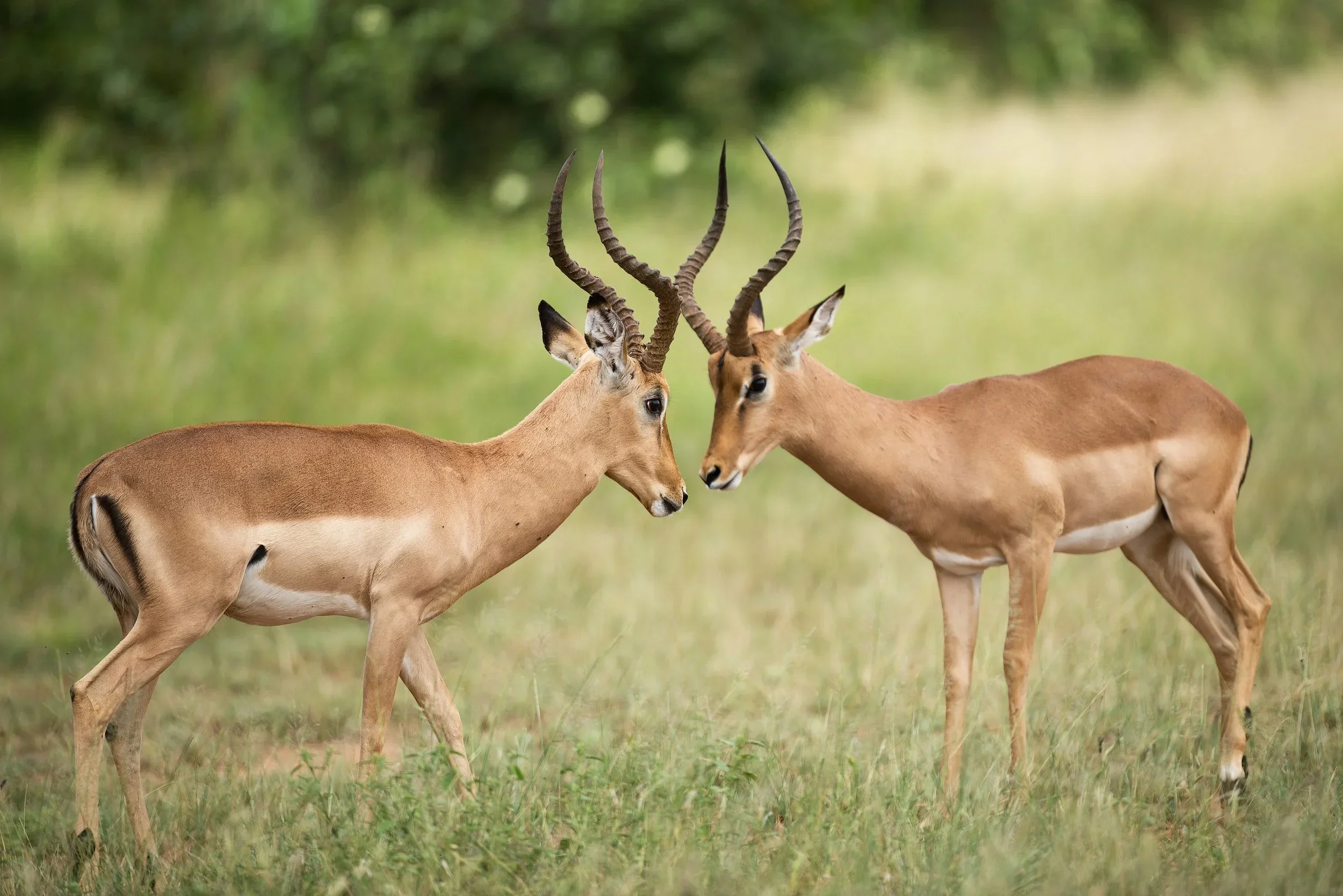 Male impala.webp