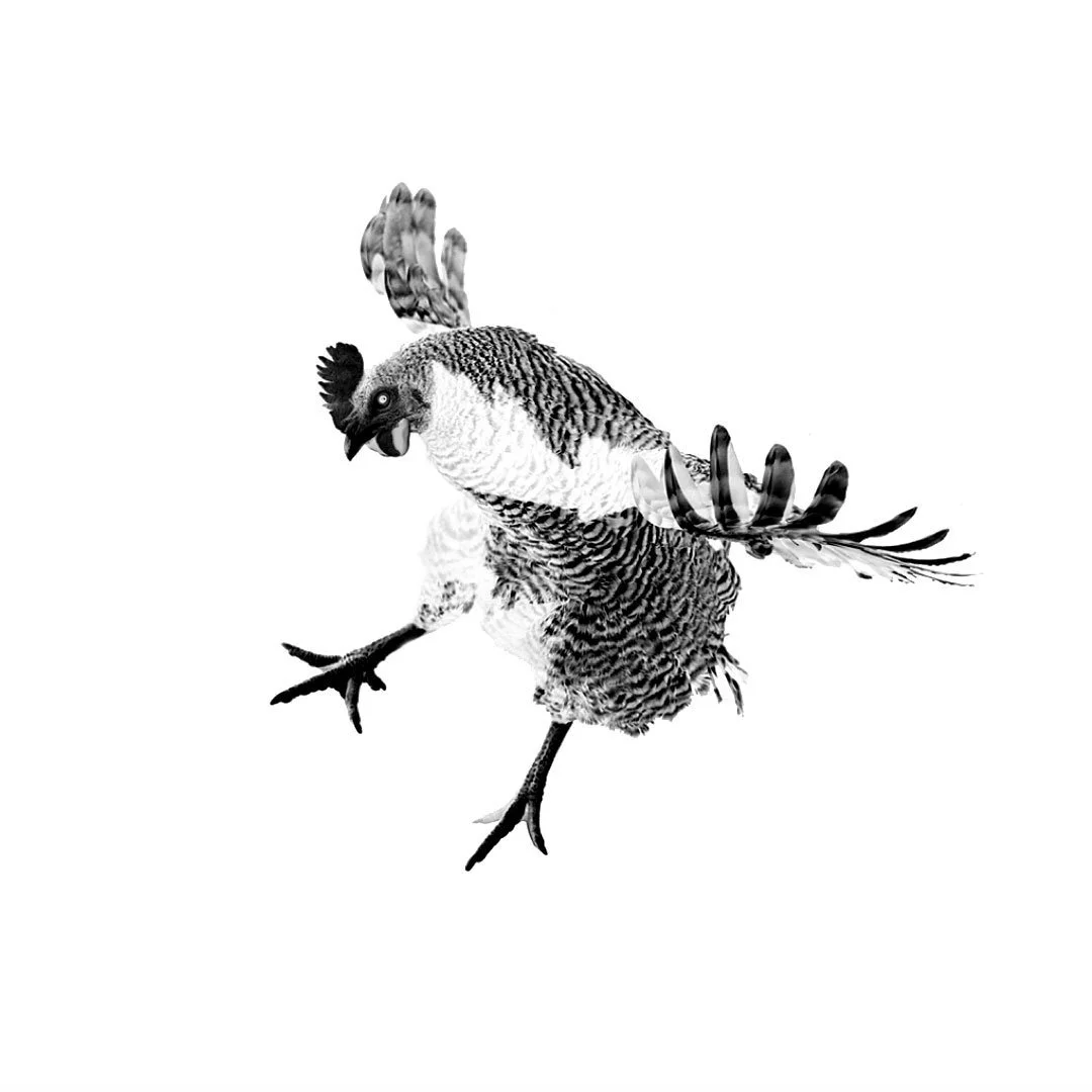 1080x1080-landing.jpg