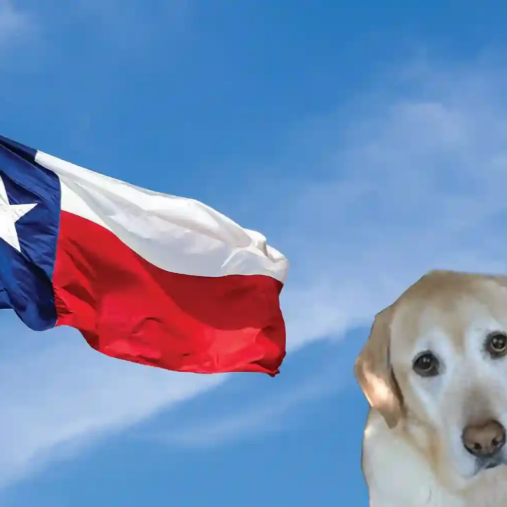 Texas to Bring Back Pet Euthanasia by Firing Squad 