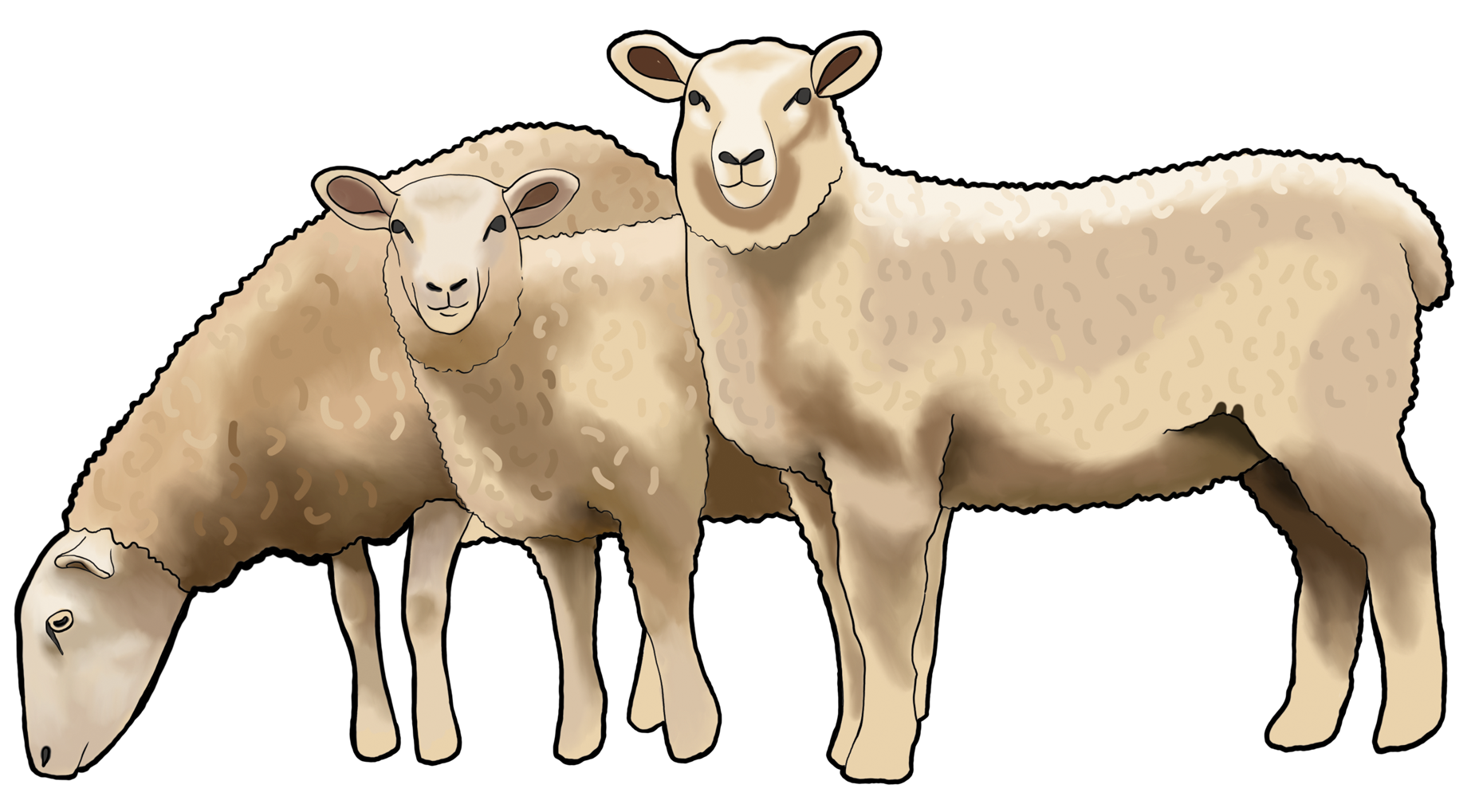Sheep.png