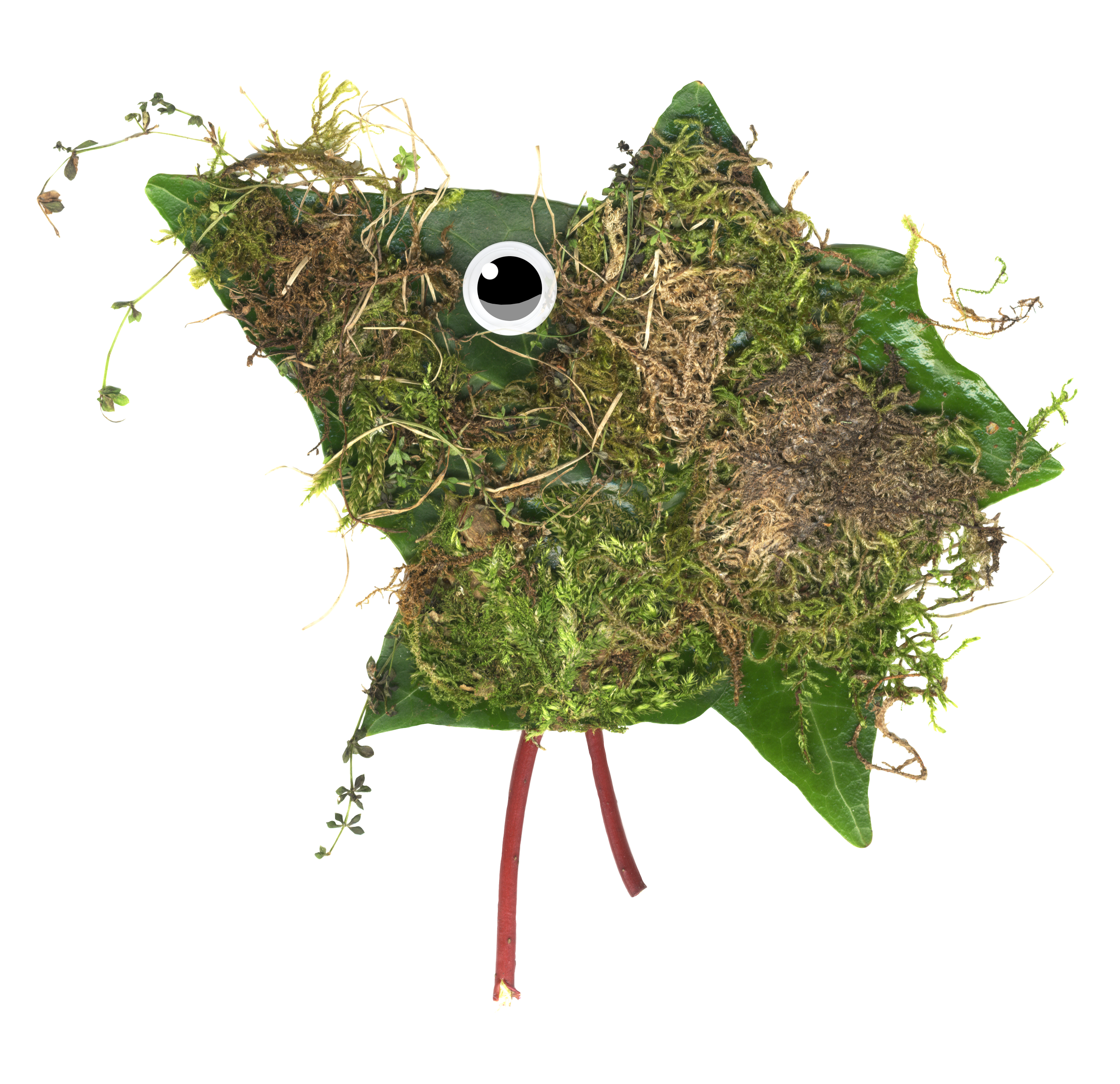 hairy-bug.png