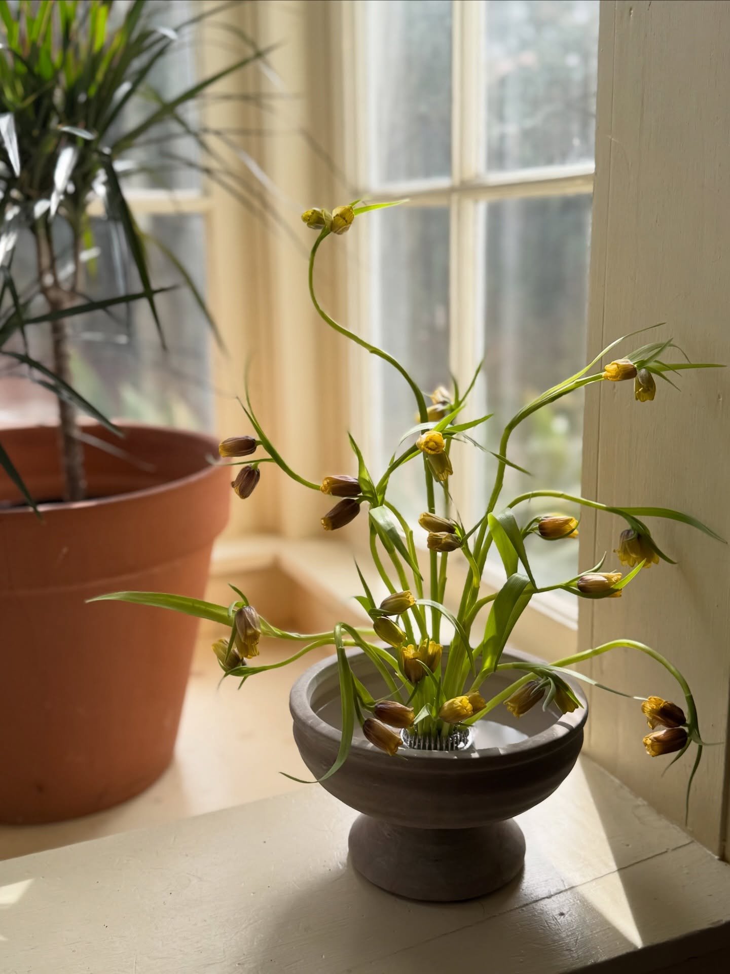 Arranging with some leftover fritillaries! Please note my little helper&rsquo;s impeccable placement on slide 4 👀