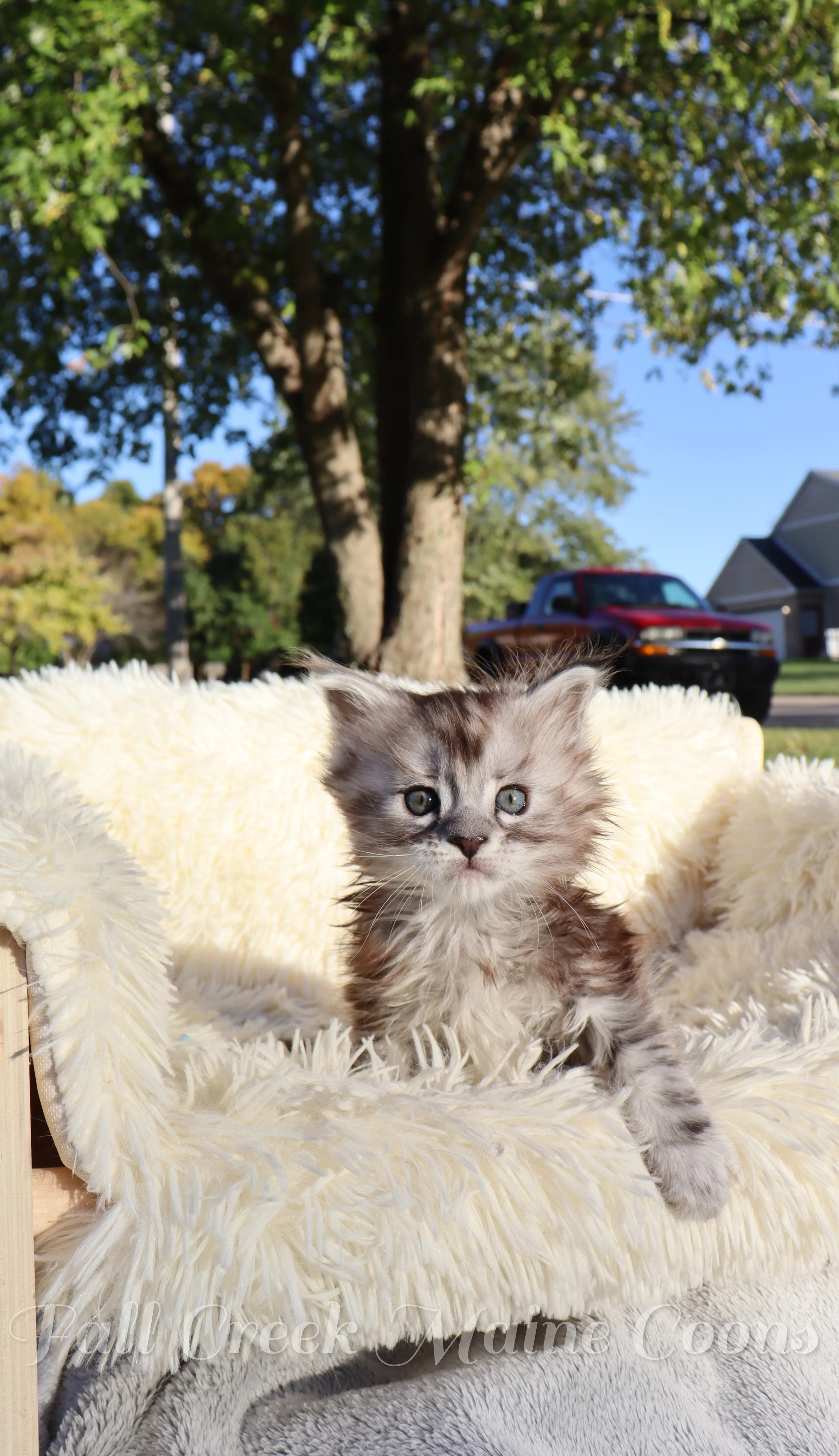 Reputable Maine coon kitten breeders near me