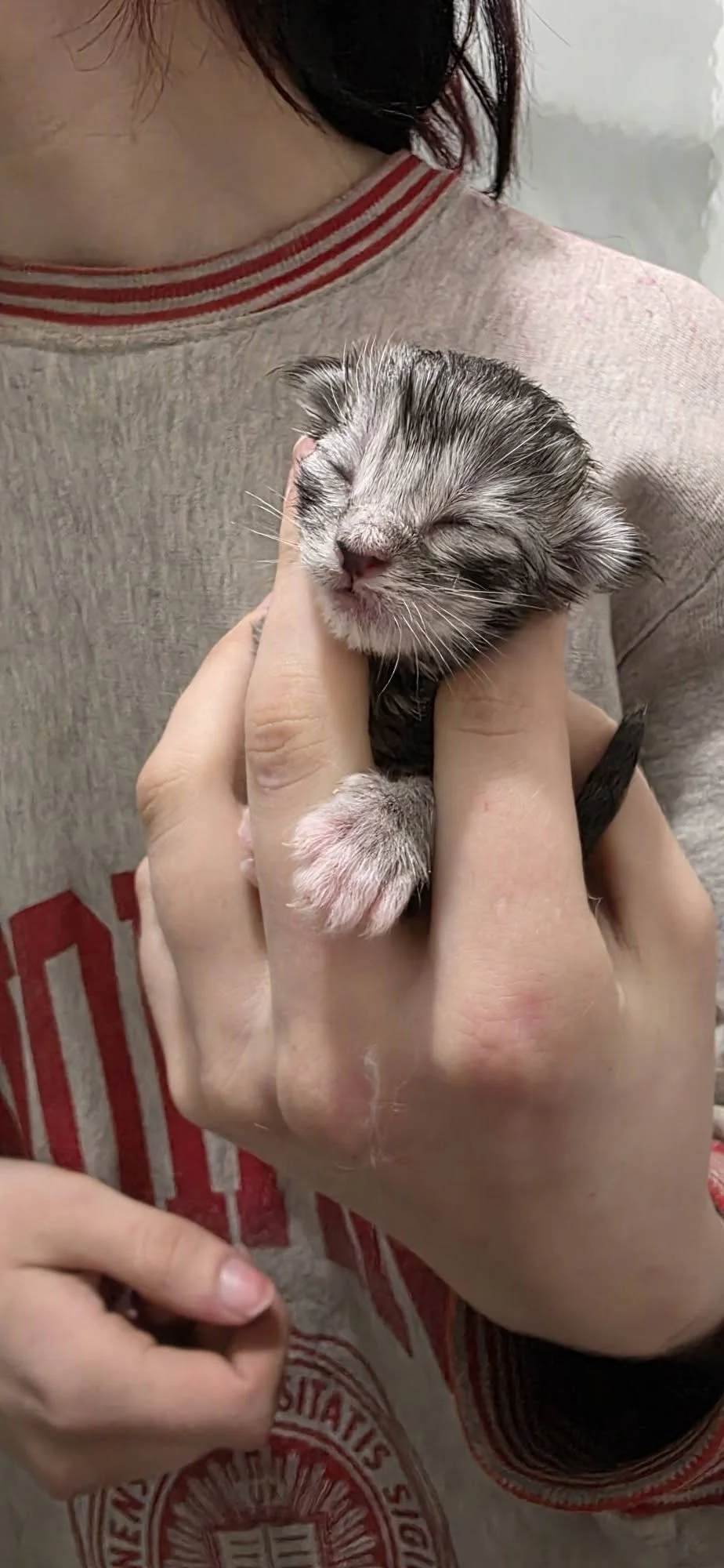 A person holding a tiny, sleeping kitten with closed eyes. The person is wearing a beige shirt with a red and white striped collar, and only part of their torso and hand are visible.