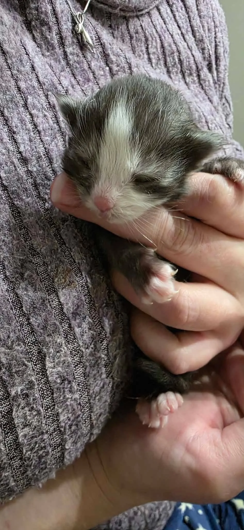 A newborn kitten with closed eyes being gently held in a person's hand, wearing a textured sweater.