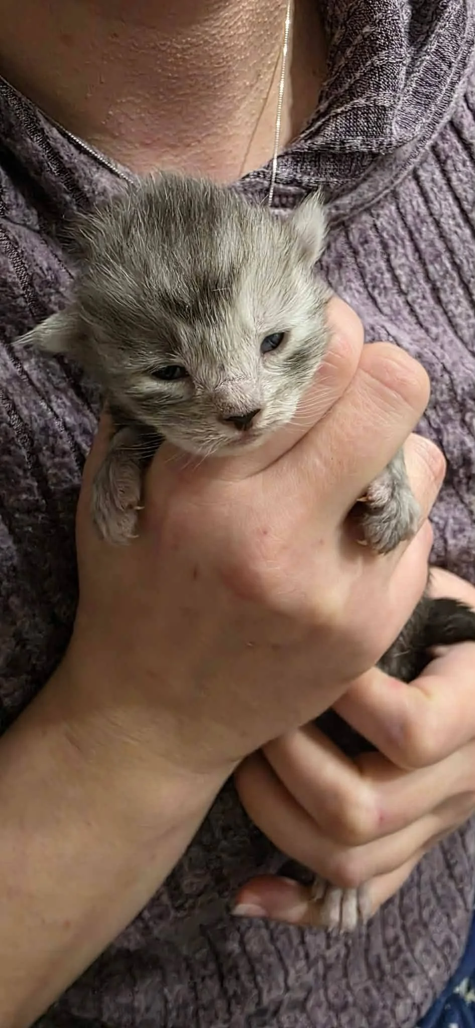 A person holding a small, gray and white kitten with blue eyes against a textured, purple-colored fabric background.