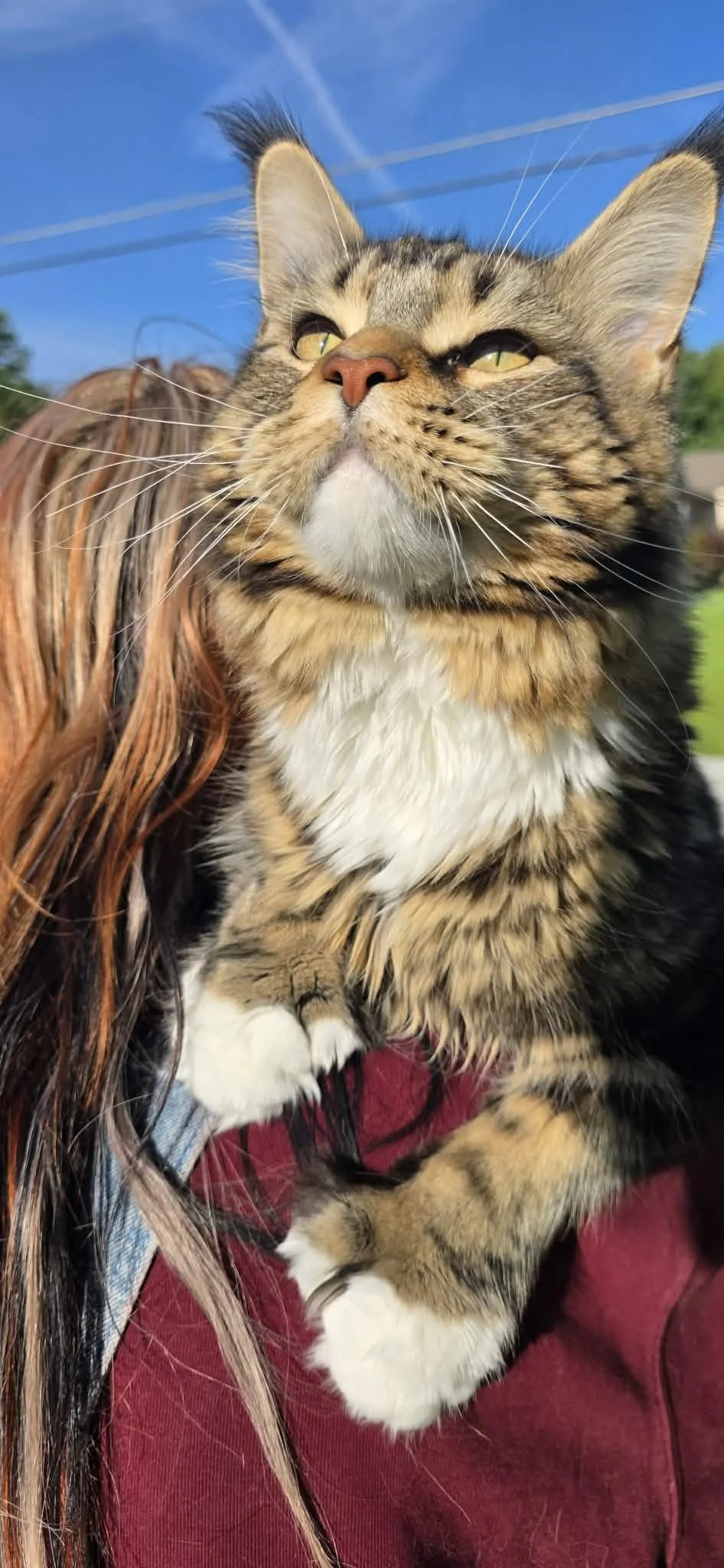 Majestic Maine Coon king relaxing on a cat tree with thick mane, bushy tail, and muscular build in natural lighting.