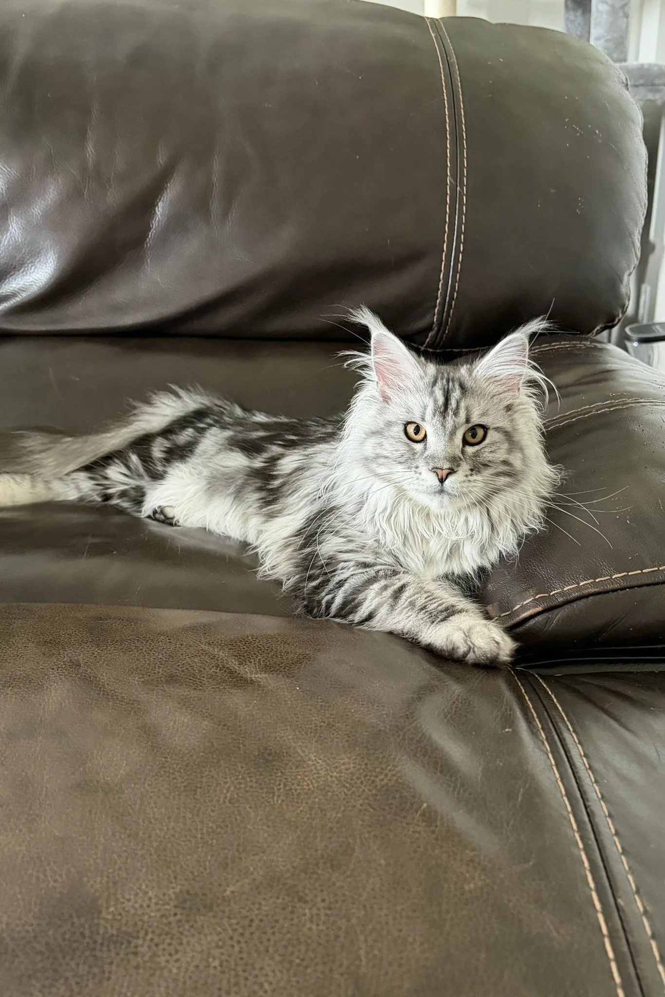 Local Large Maine Coons with Long hair