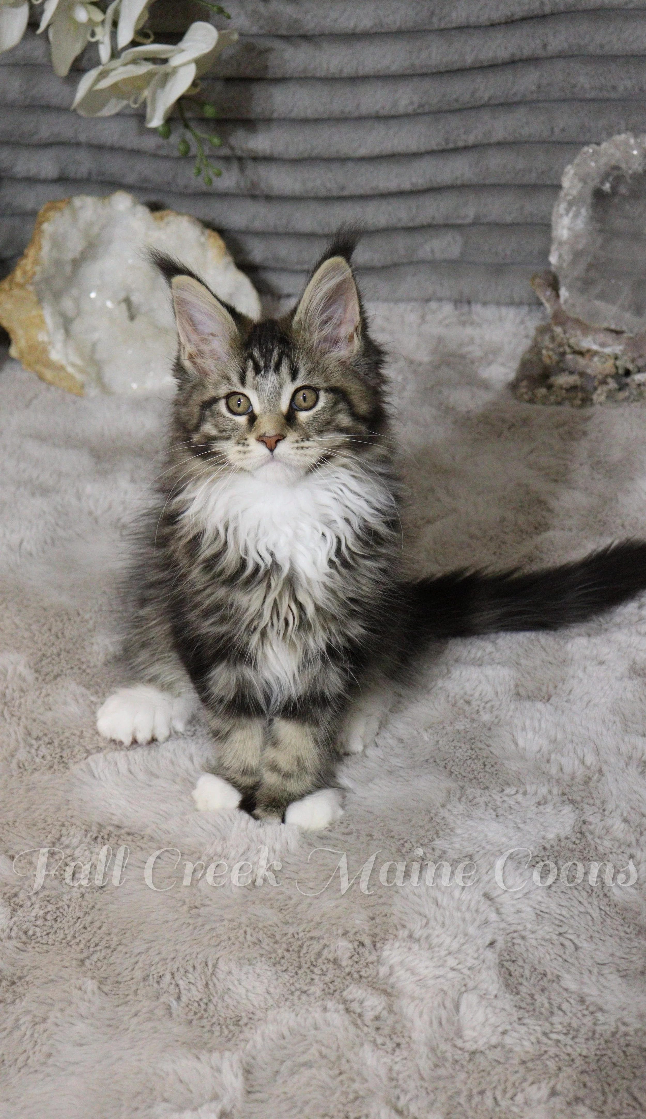 A young Maine Coon kitten with long, fluffy grey and white fur, sitting on a soft, fuzzy beige blanket. There are decorative rocks and a grey, textured backdrop behind it.