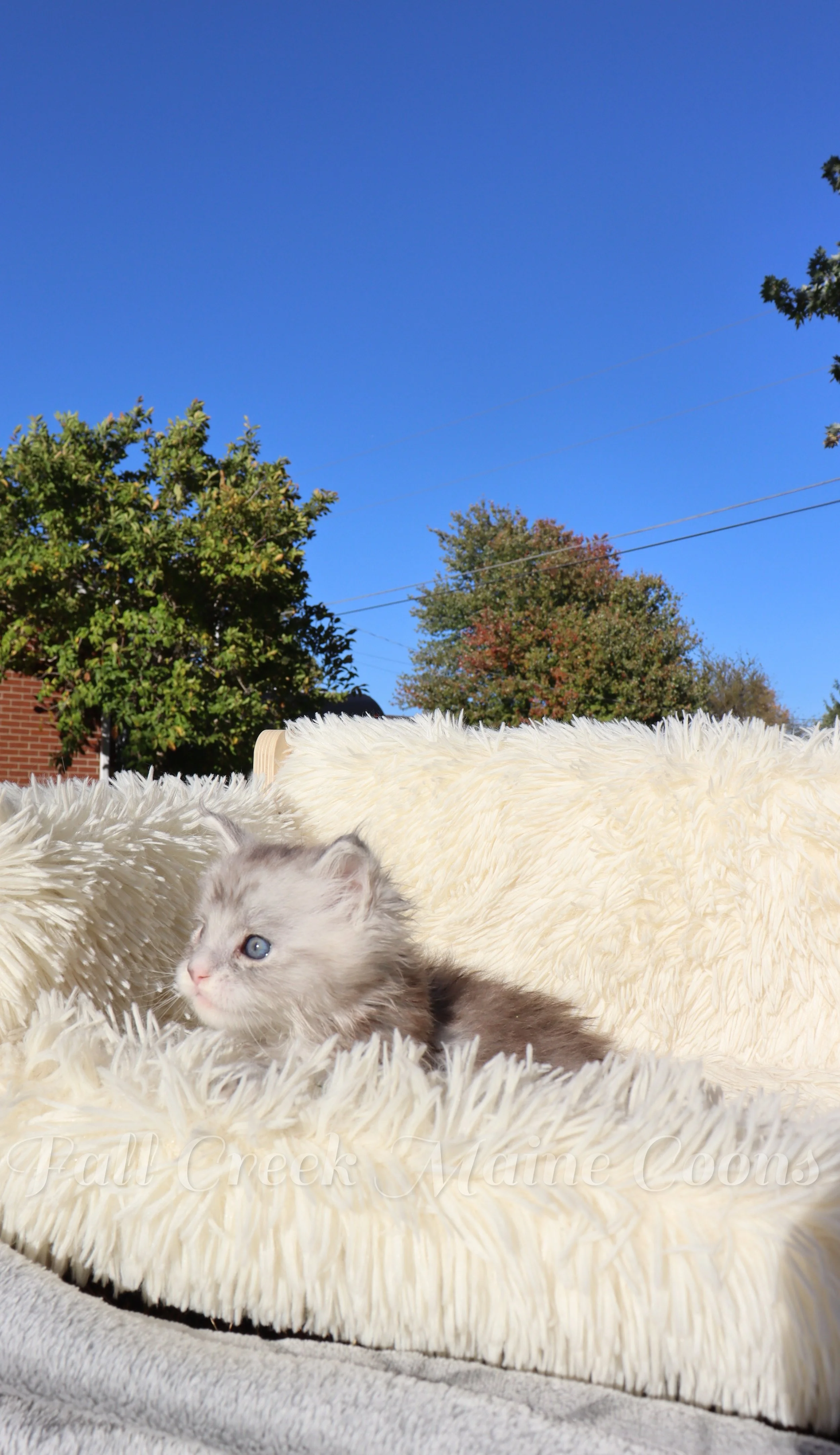 Maine Coon kittens for sale in Indianapolis, Indiana
