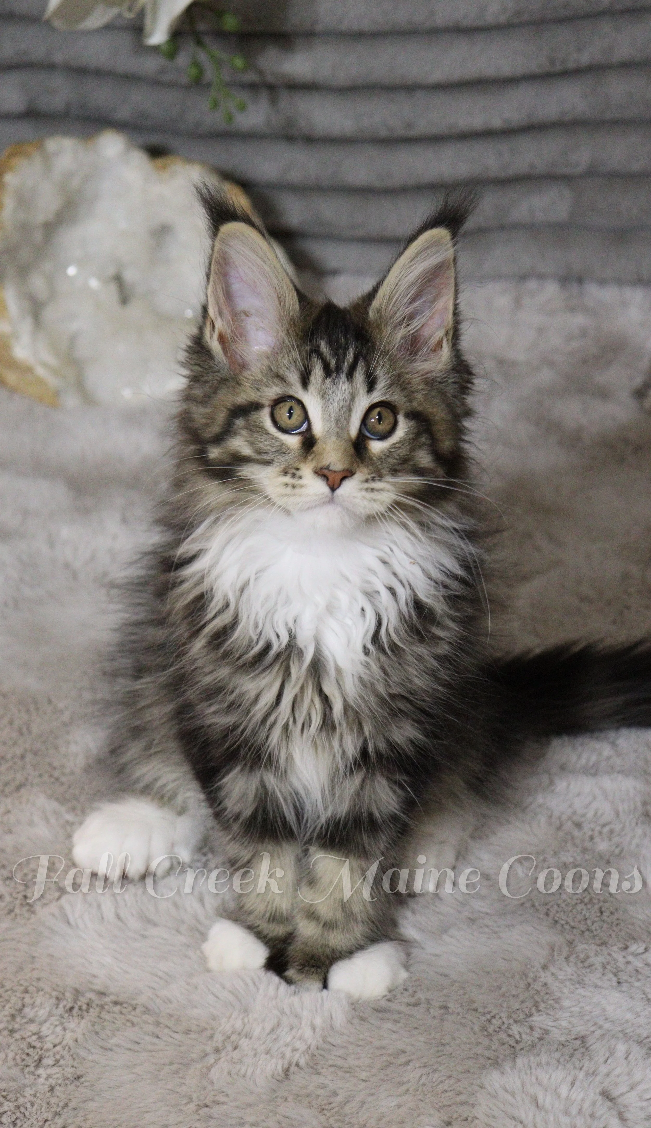 Bringing home your new Maine Coon kitten