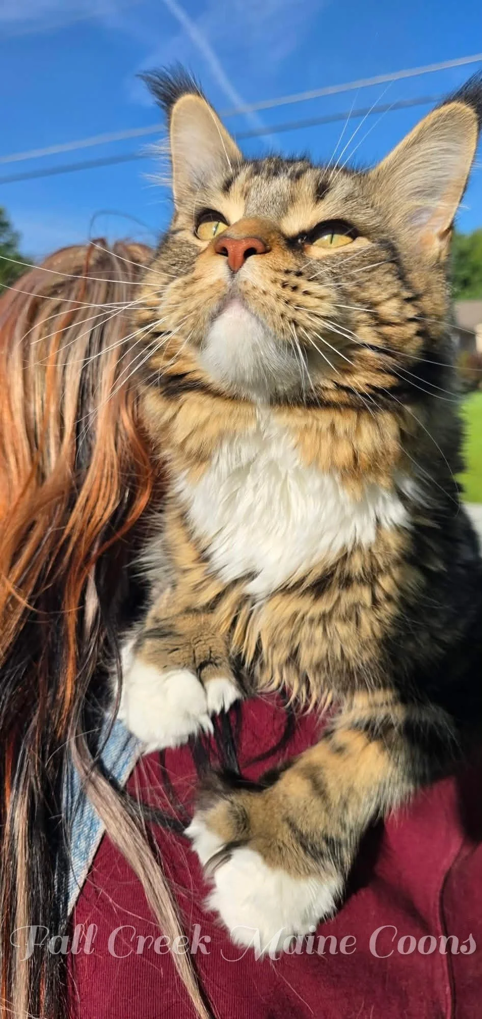 🐾 Why Maine Coons Cost So Much