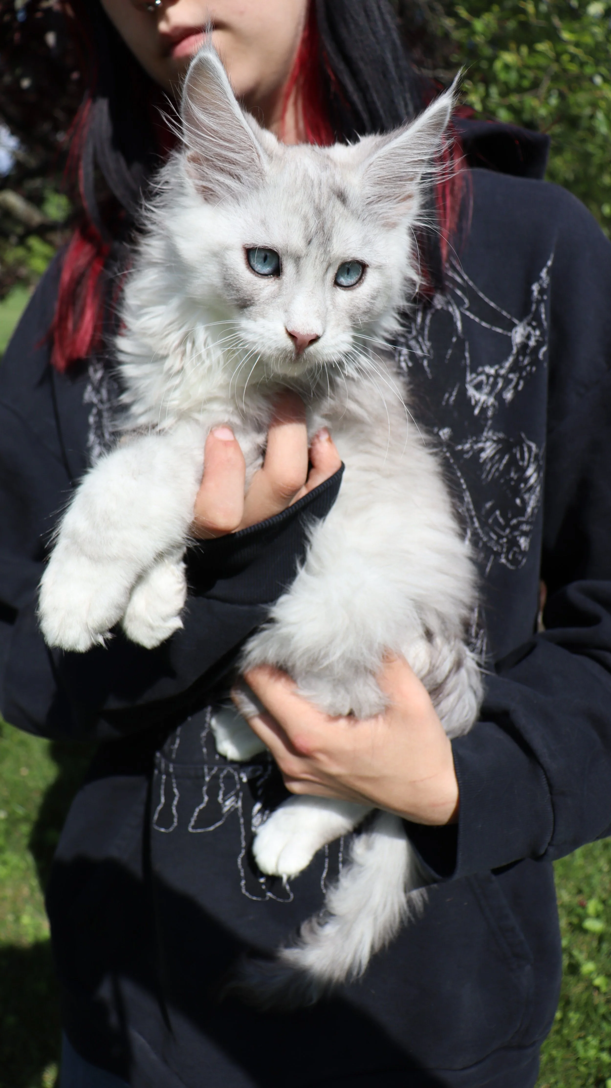 Maine Coon Kitten Personality: What to Expect During the First Year