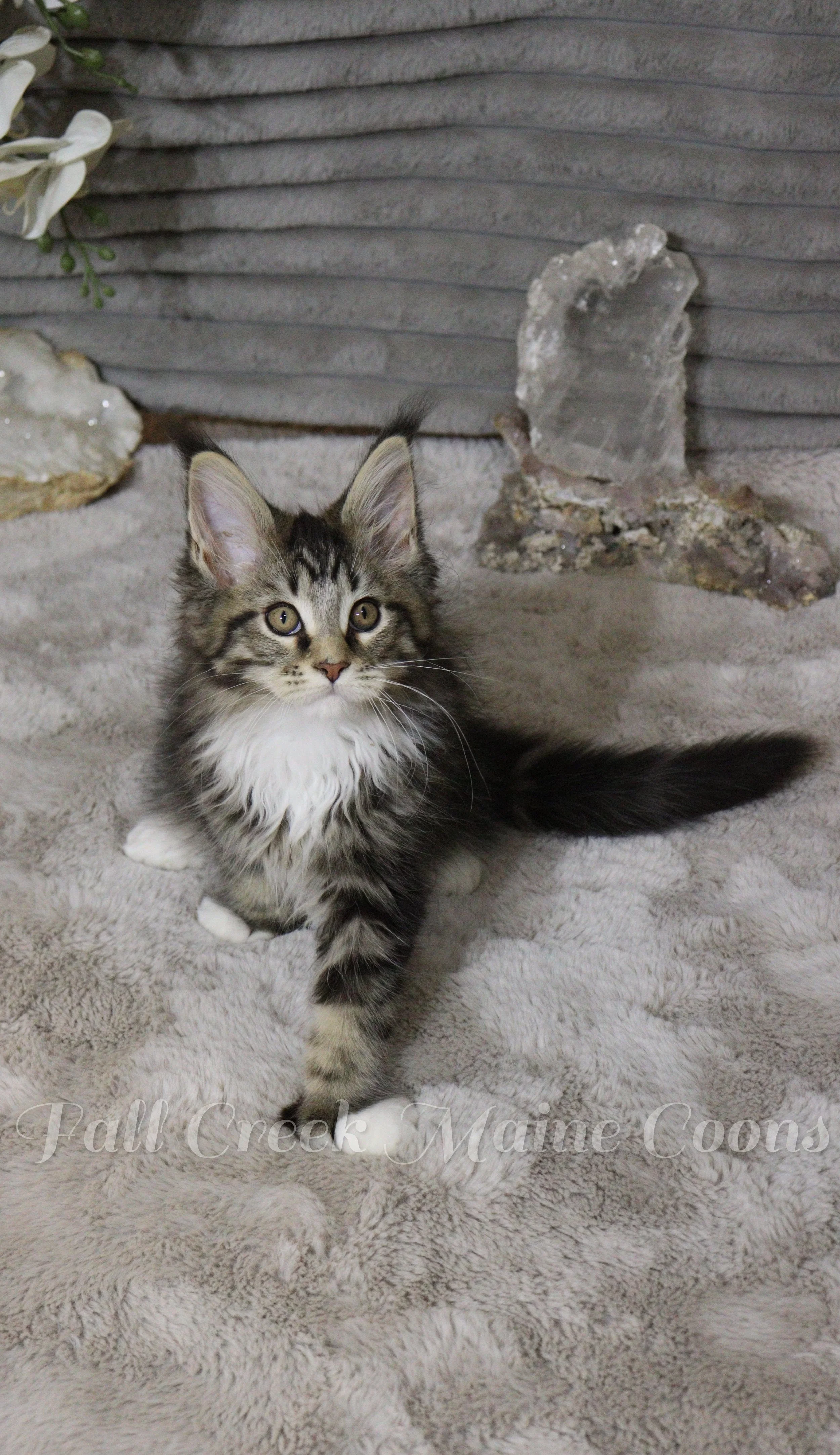 A fluffy tabby kitten with white chest and paws sitting on a soft, light-colored blanket, with a decorative crystal and stone sculpture in the background.