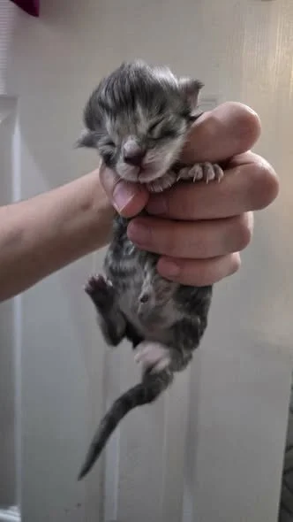 Maine Coons available near me for sale for adoption available now