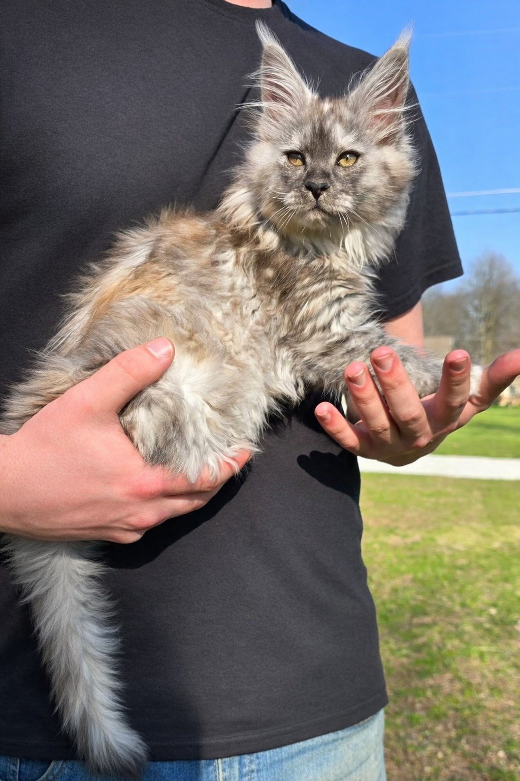 Person holding a fluffy gray tabby Maine Coon kitten outdoors during daytime.