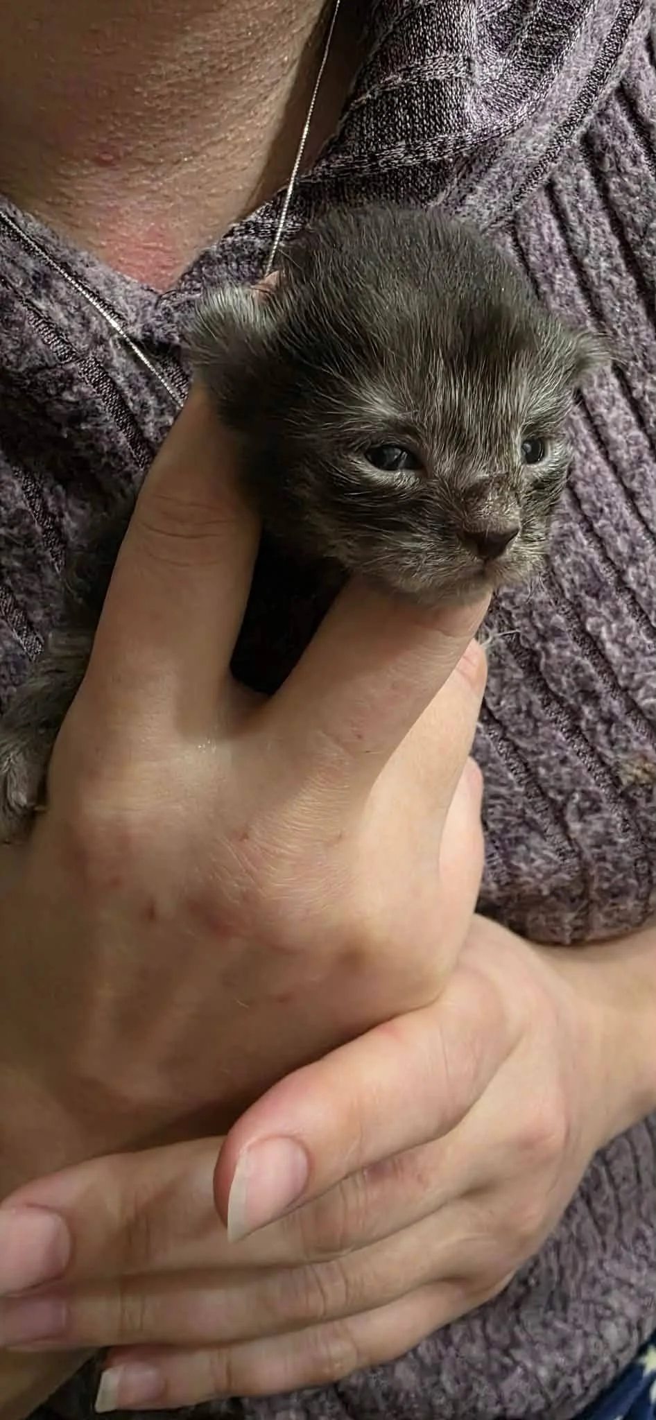 A person is holding a tiny gray kitten with blue eyes against their chest, with the person wearing a purple textured sweater.
