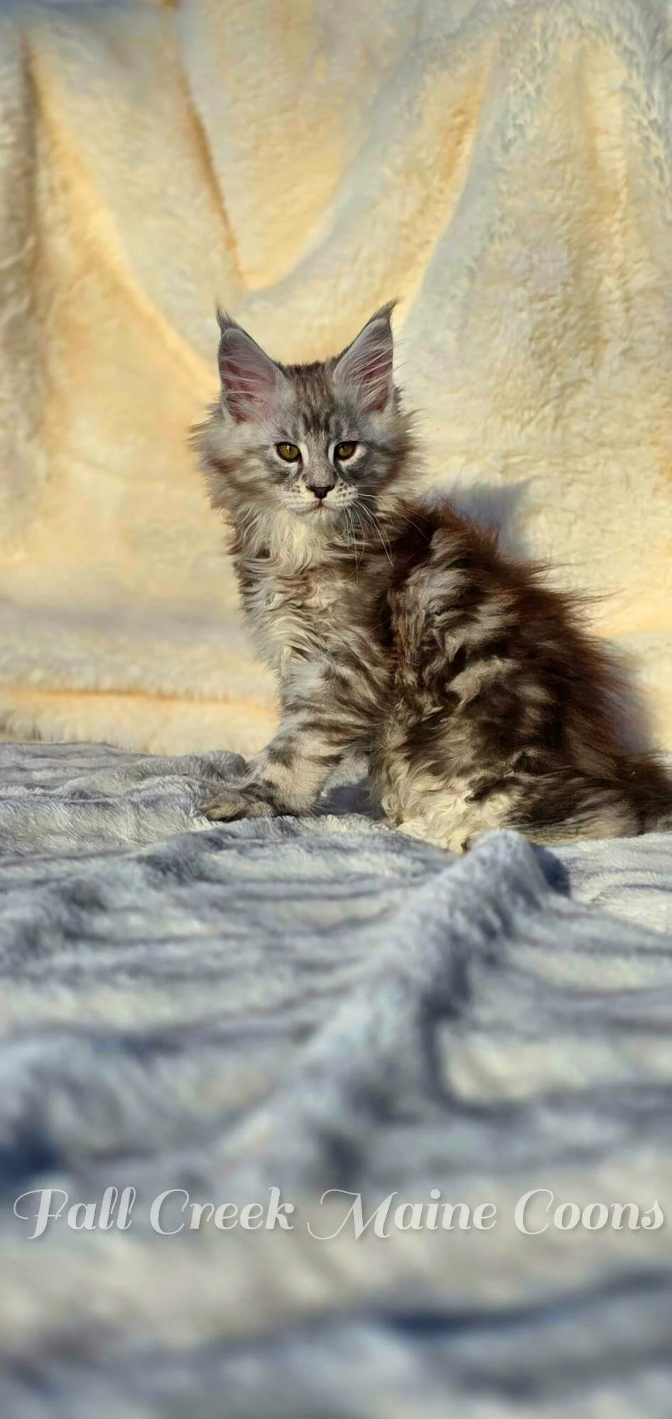 A young Maine Coon kitten for sale near me .Fall Creek Maine Coons