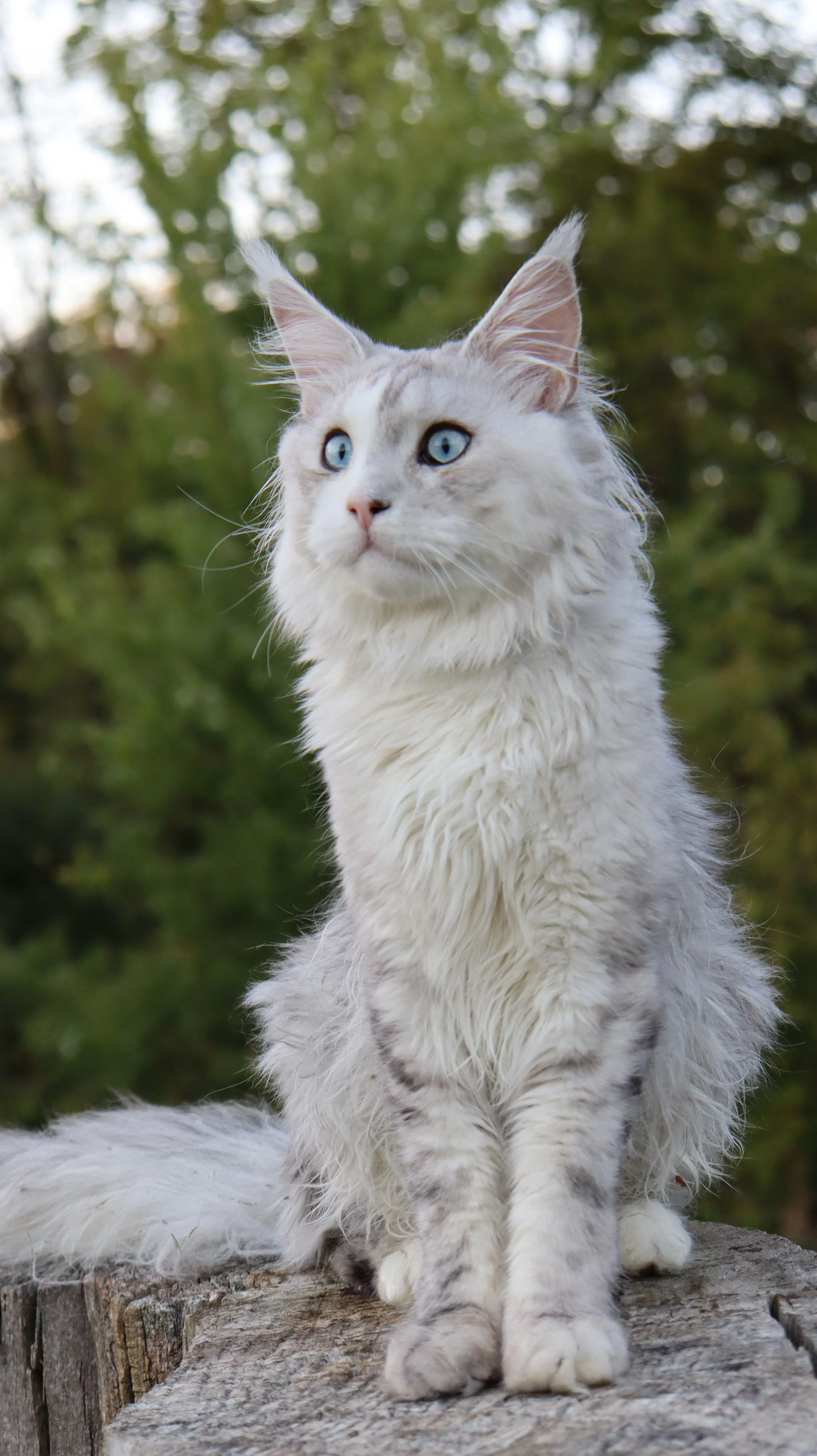 Fall Creek Maine Coon cat