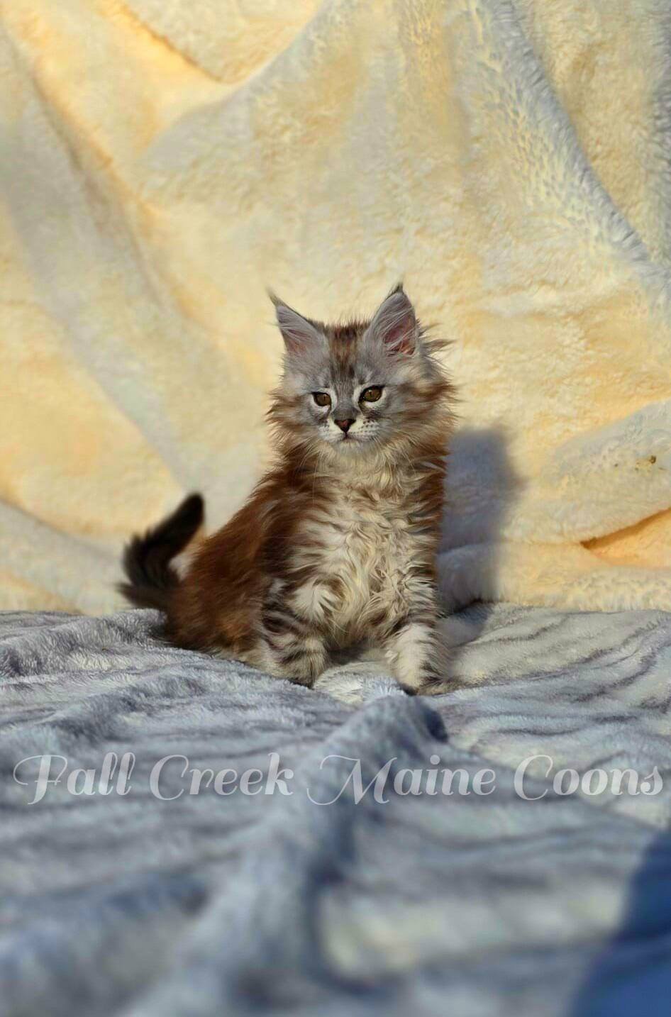 Maine Coons for sale Indiana . Text overlay reads "Fall Creek Maine Coons."