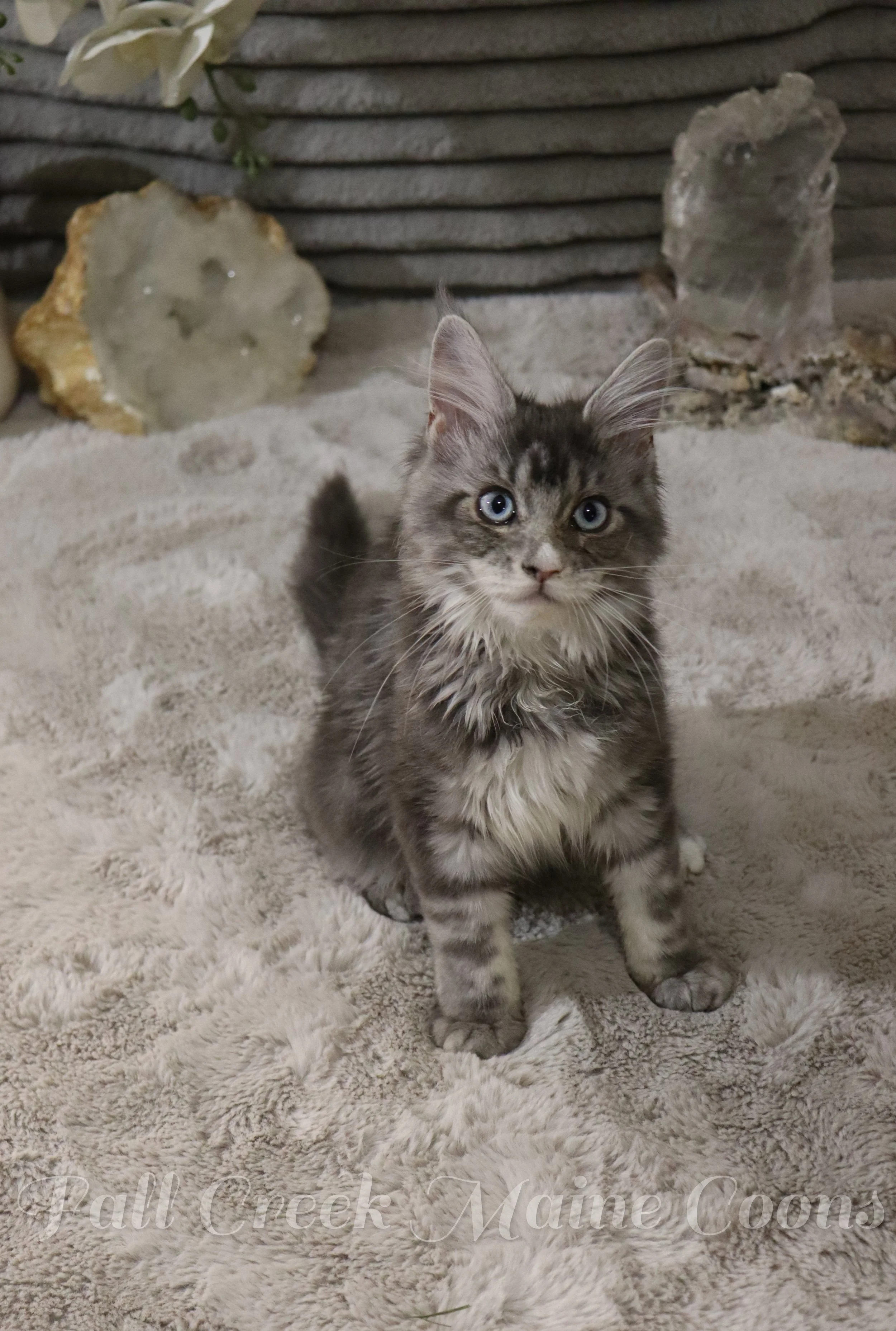 A fluffy gray kitten with blue eyes sitting on a beige fuzzy blanket with mineral and crystal formations in the background. Maine Coon kittens for sale