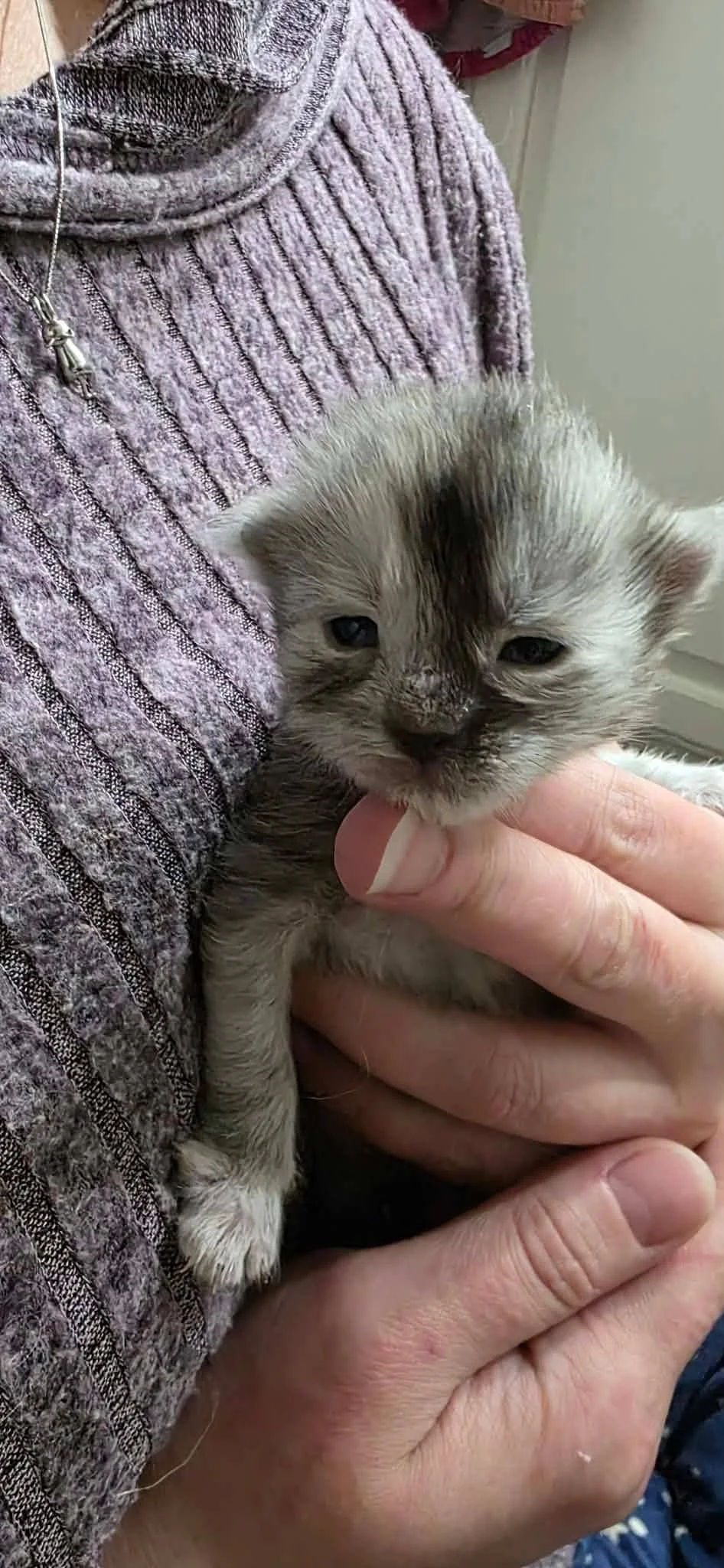 Person holding a small, gray kitten with darker markings on the face and head, wearing a pink and gray textured sweater.