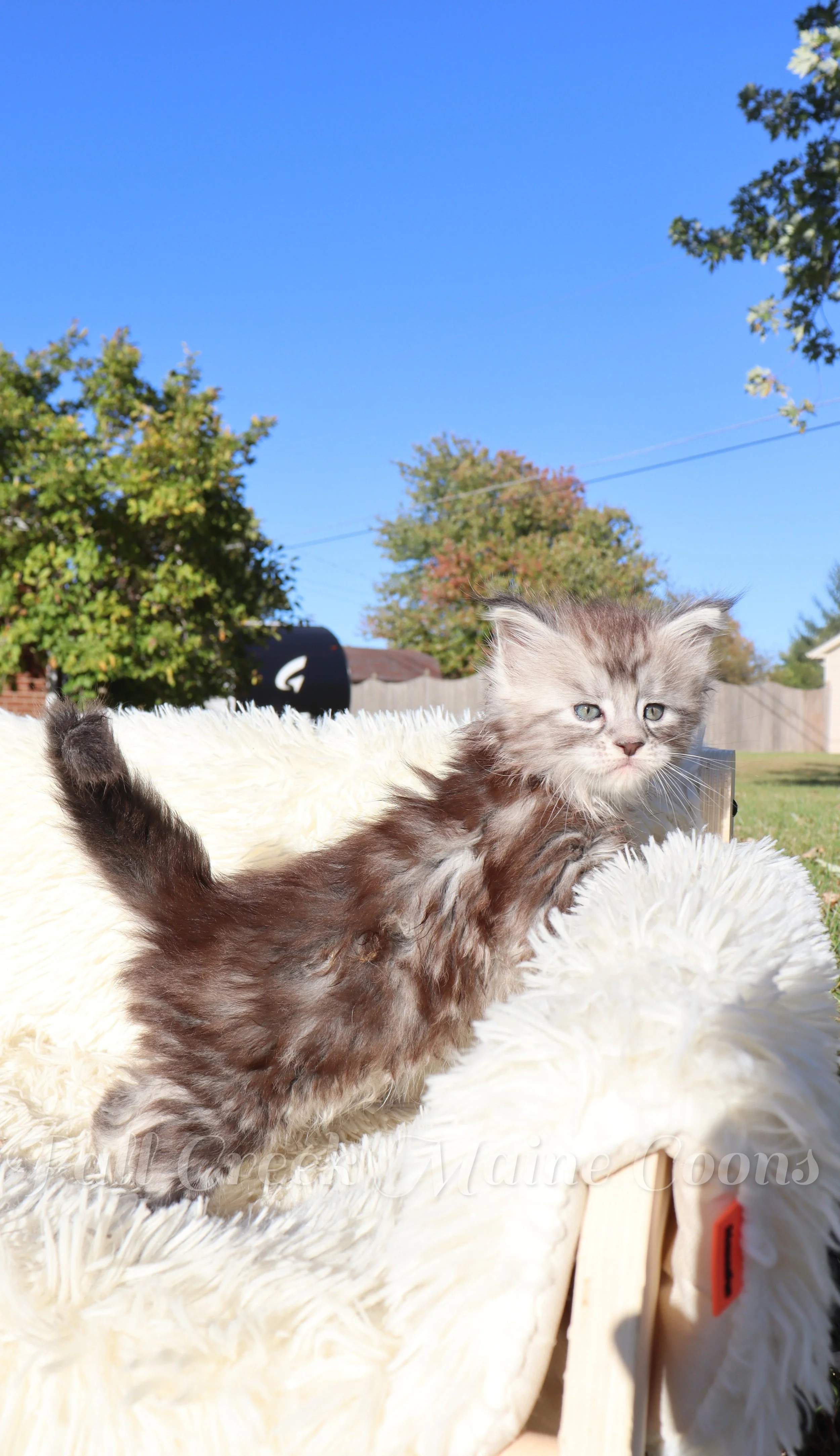 Large Maine Coon kittens for adoption near me.