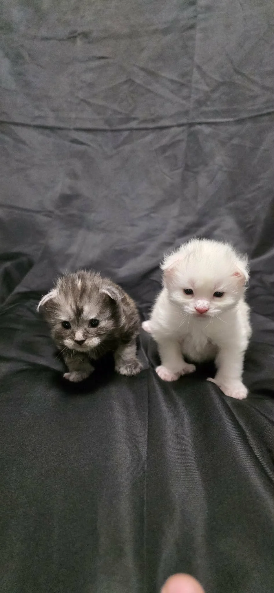Two large maine coon kittens sitting on a black fabric surface, one gray with darker markings and the other white with pink nose and paws.