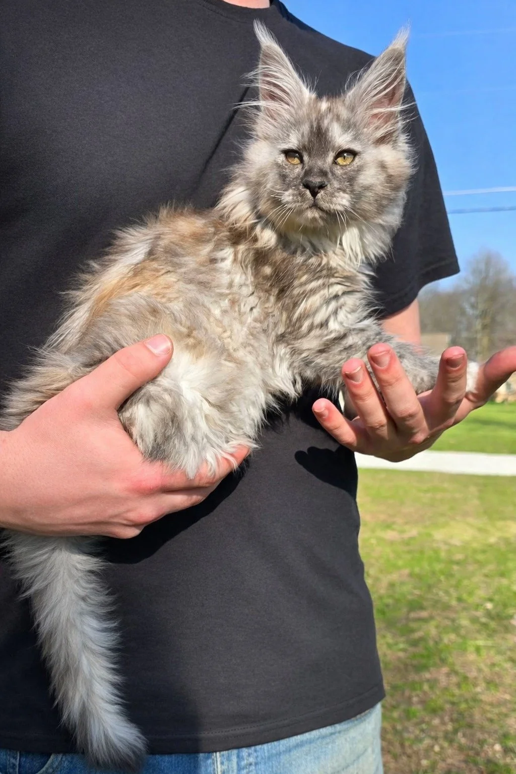 Spooky Maine Coons for sale in indiana
