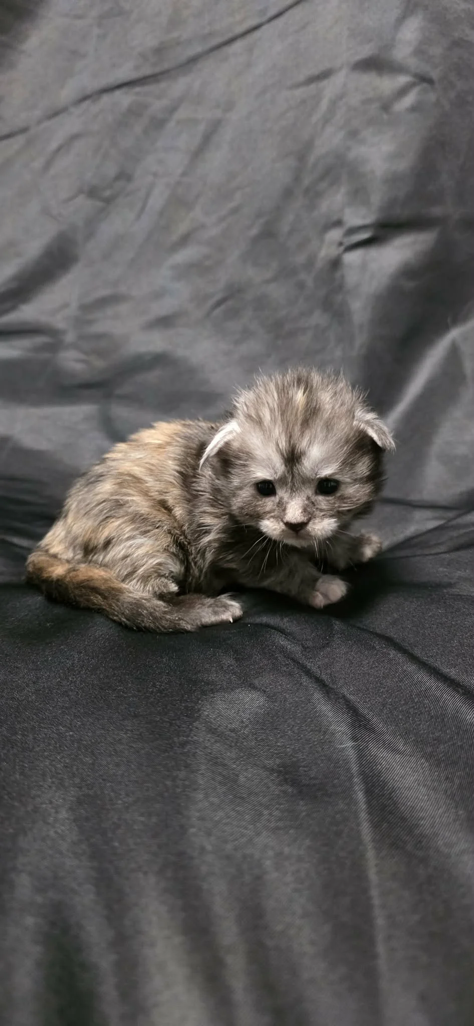 A massive maine coon kitten for sale