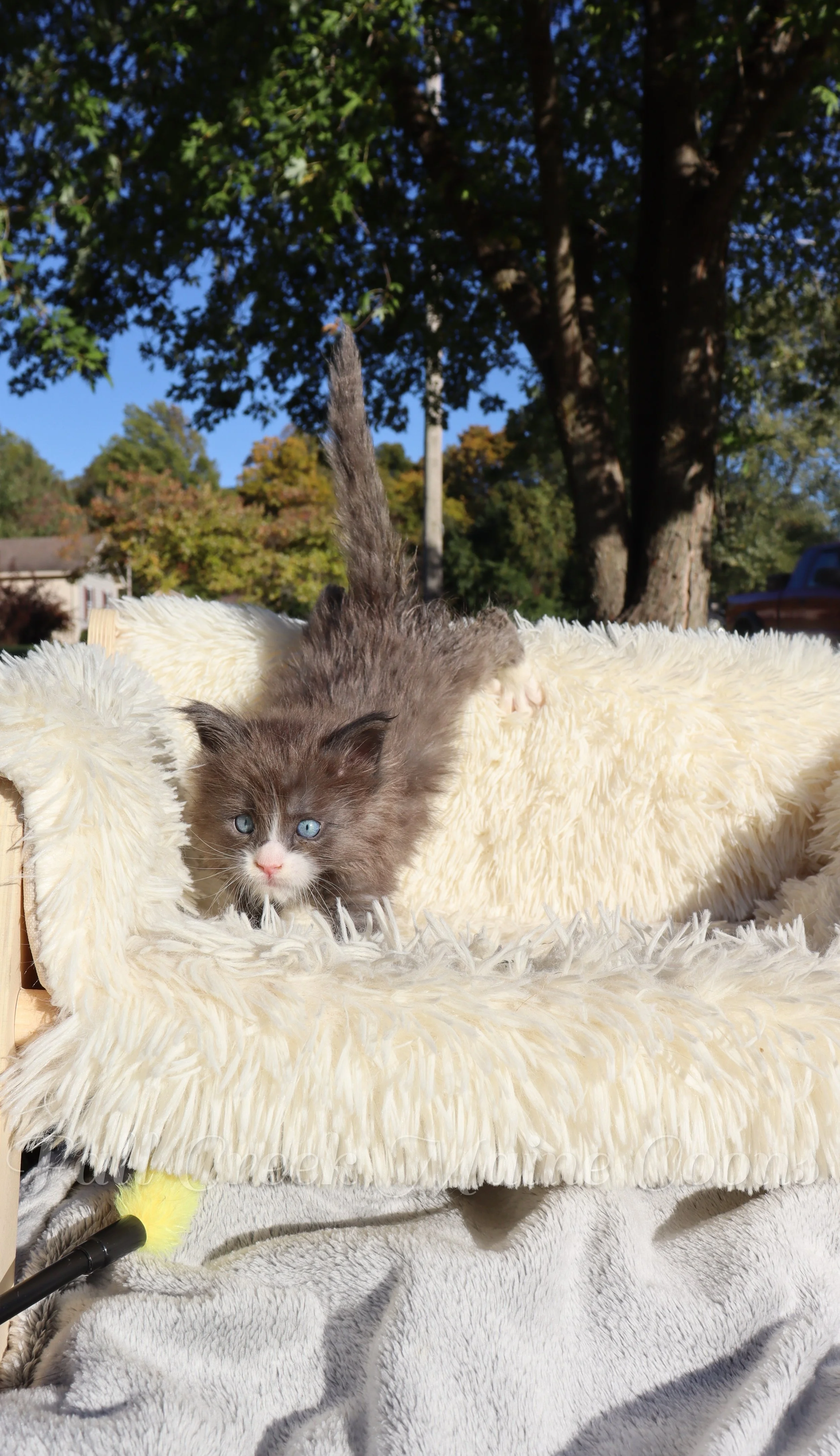 huge Maine coon kittens near me