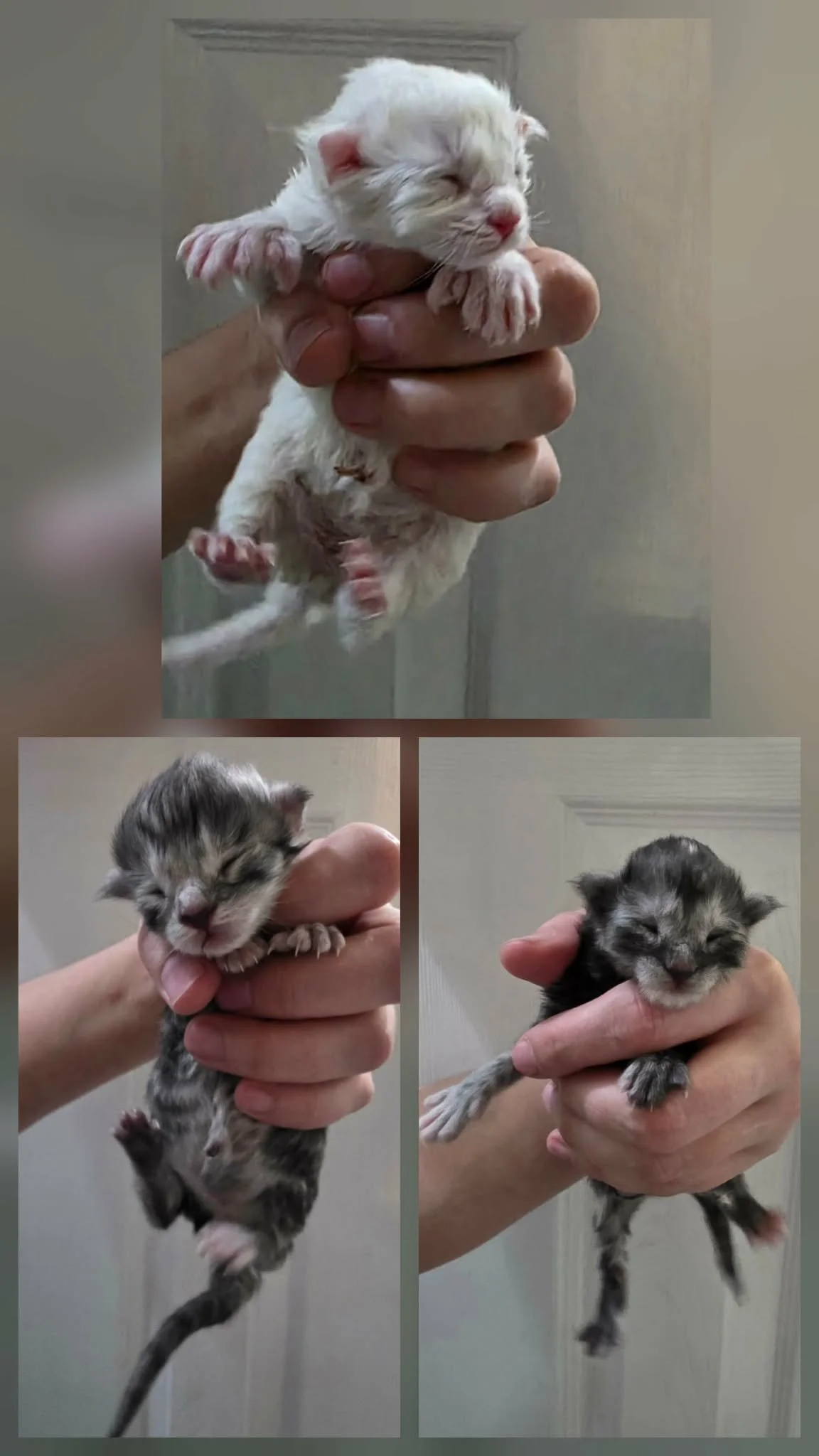 Polydactyl Maine Coon kittens for adoption Midwest