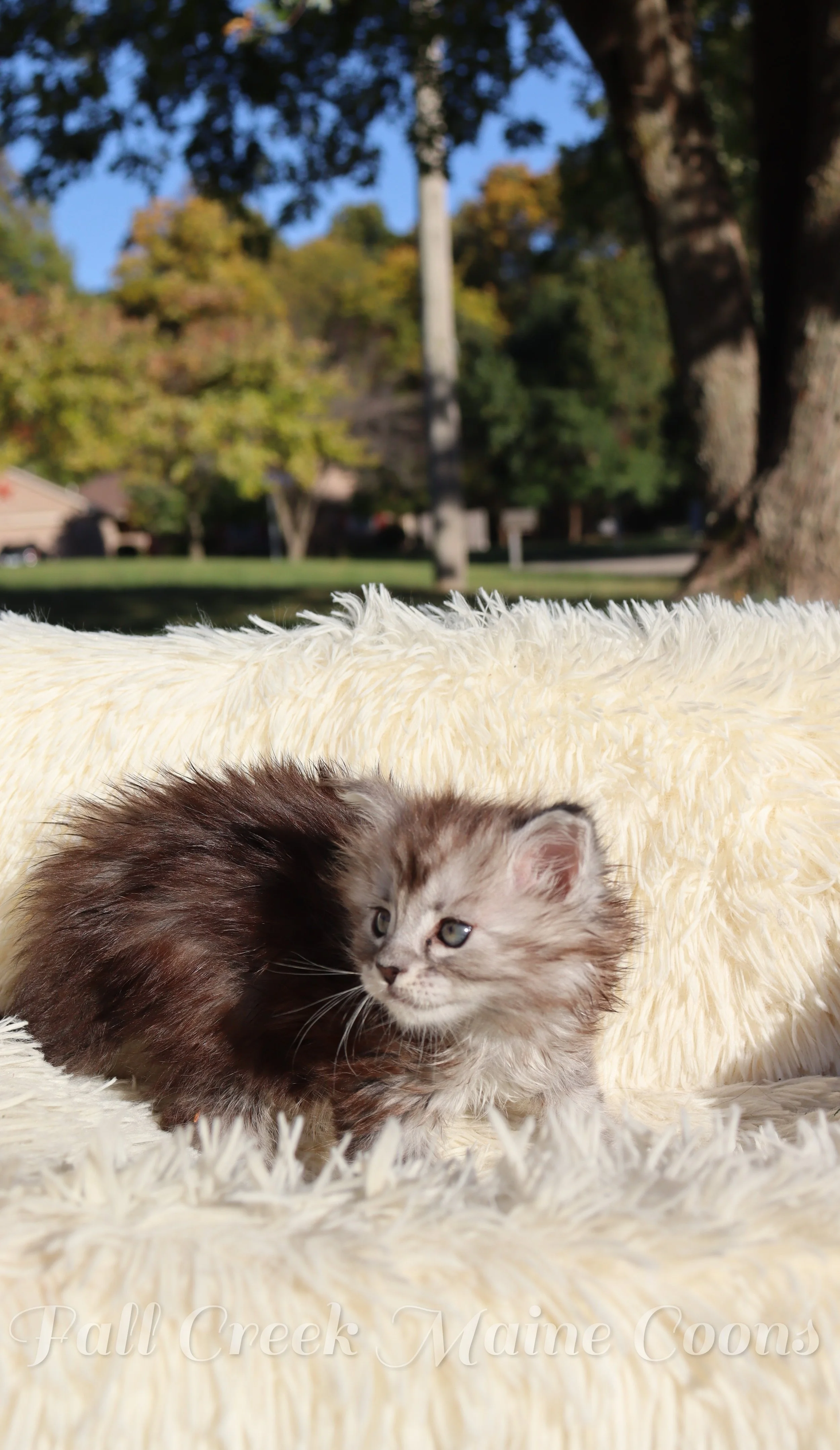 reputable Maine coon breeder near me