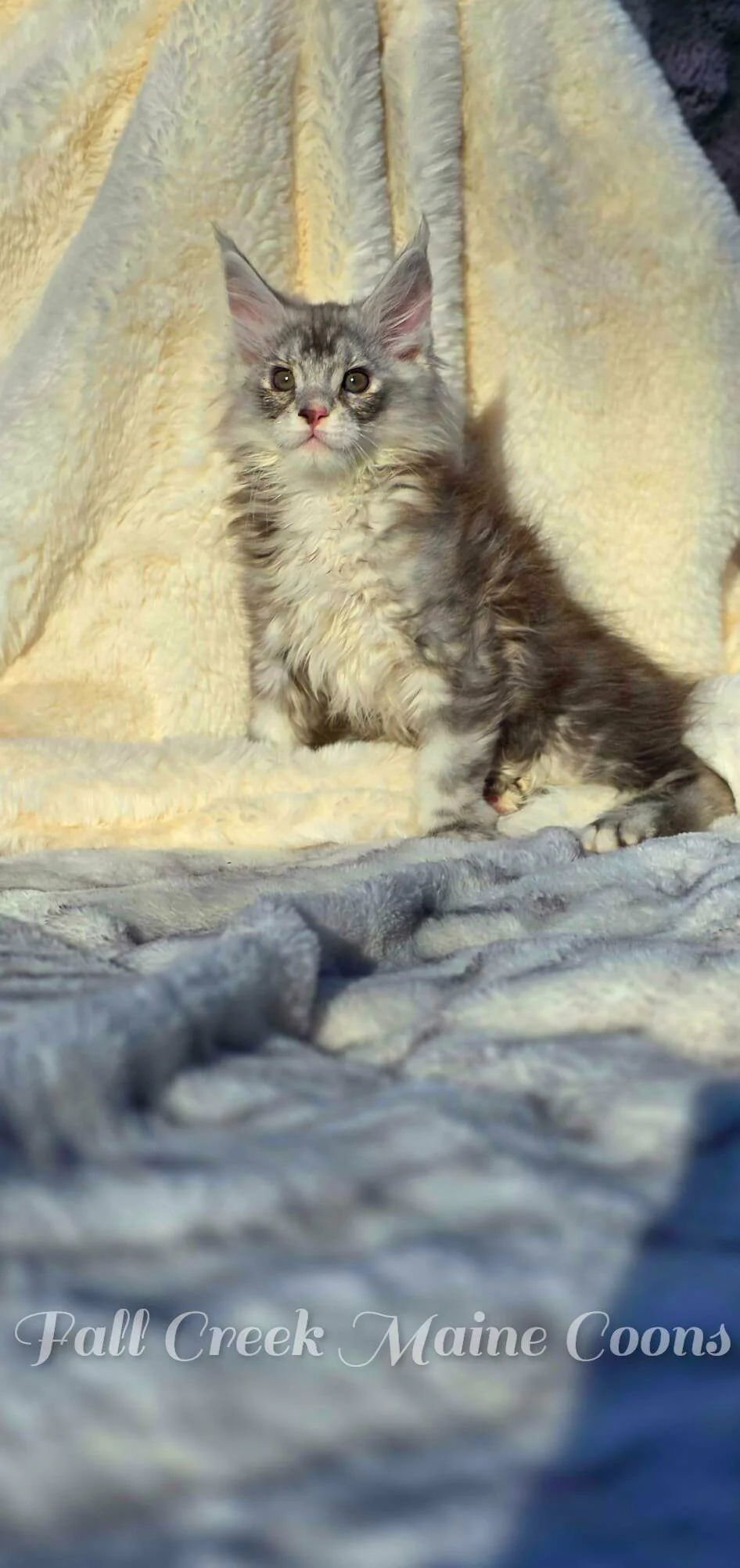 Maine Coons for sale near me 'Fall Creek Maine Coons'.