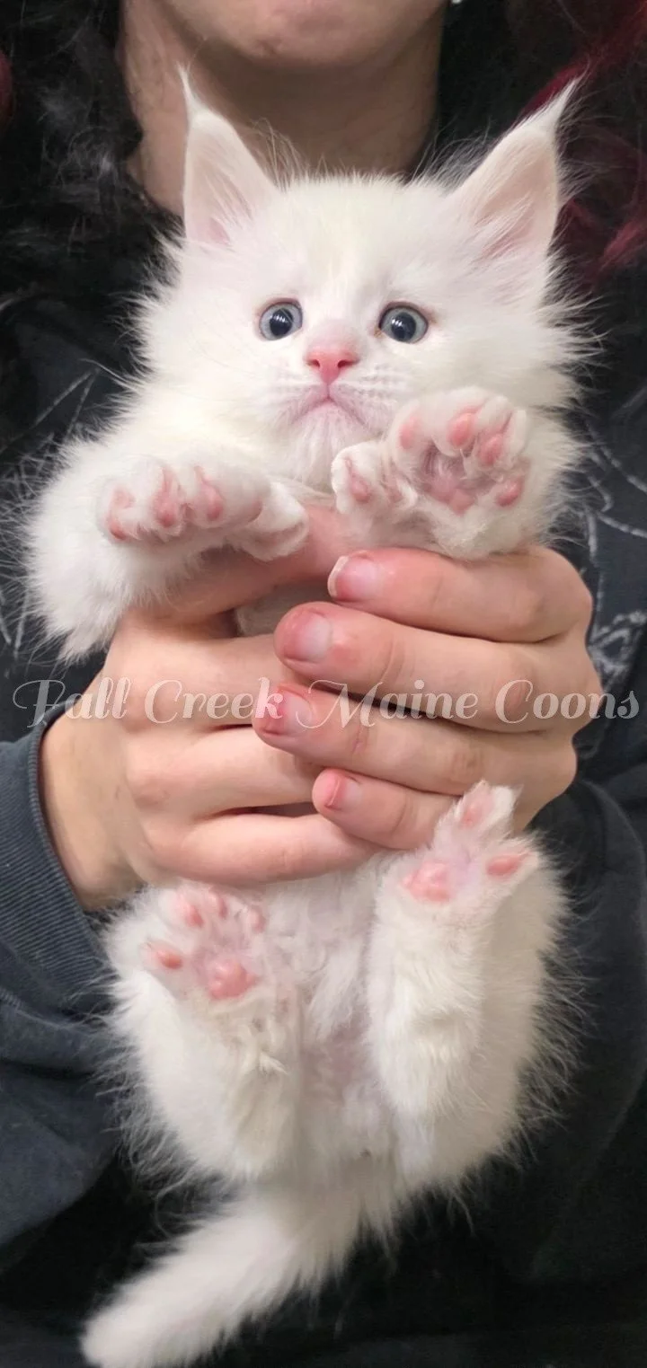Maine Coon kitten