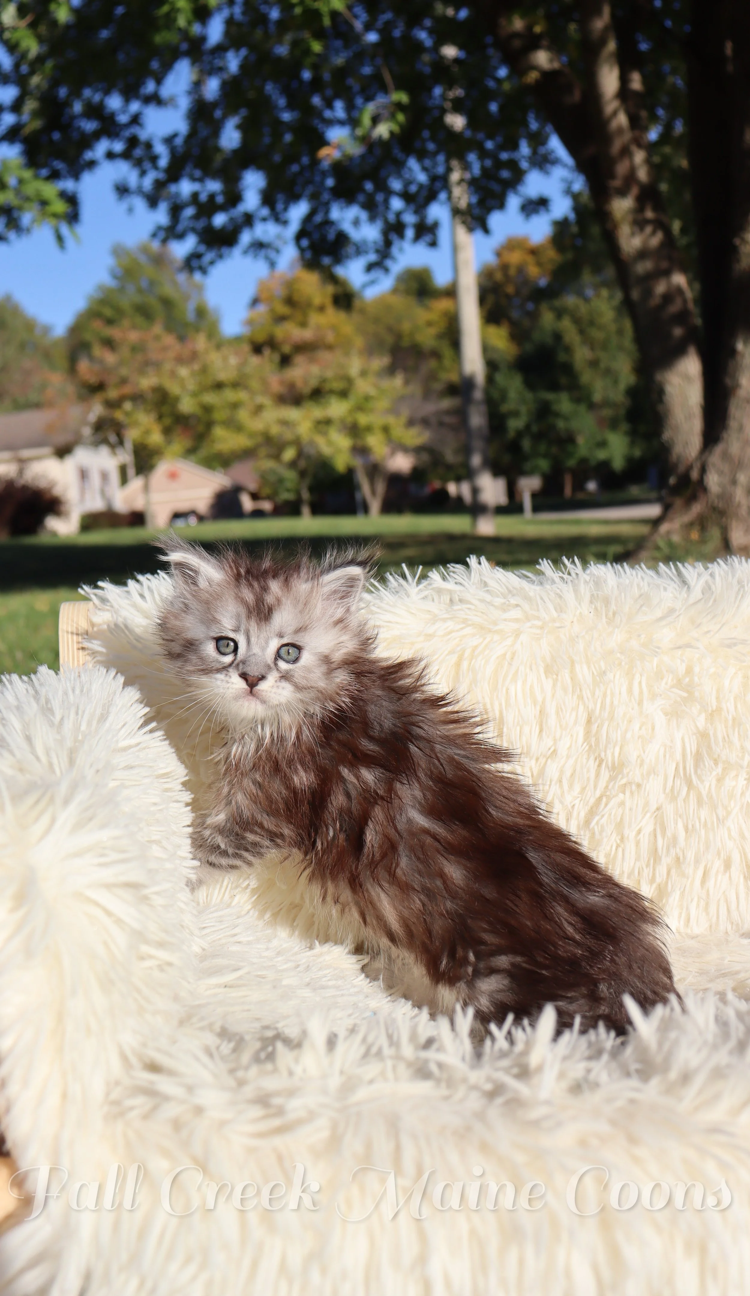 Maine coon Indianapolis Indiana