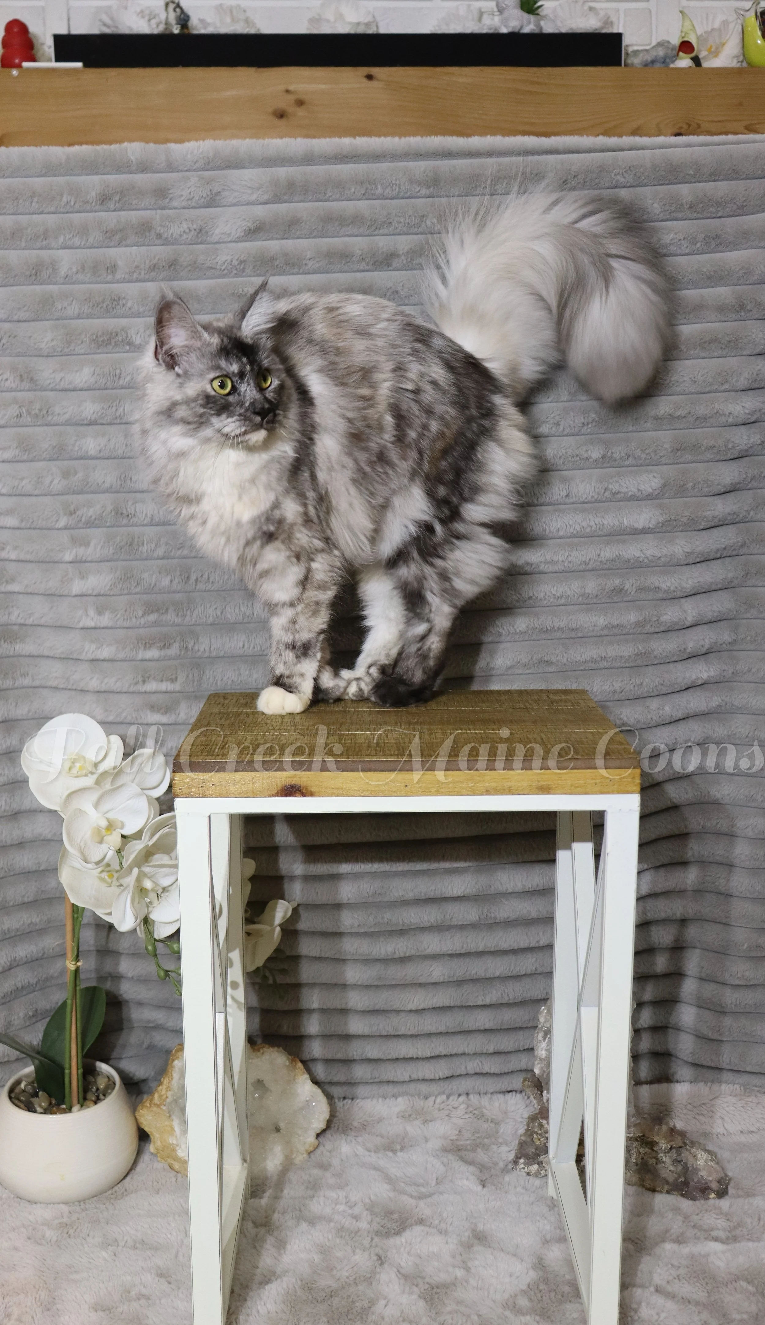 A fluffy gray and white Maine Coon cat with yellow eyes standing on a wooden table with mirrored sides, against a gray quilted background, near a white potted orchid plant and some rocks. breeding