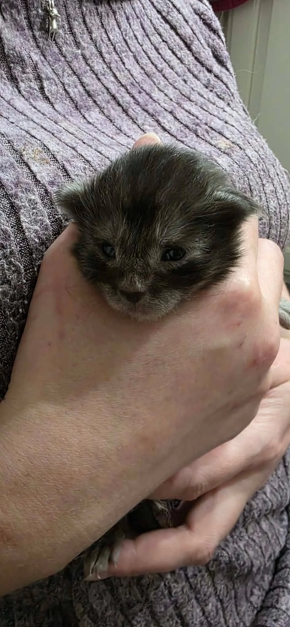 A small gray and black kitten resting in a person's hand, with a textured purple blanket in the background.