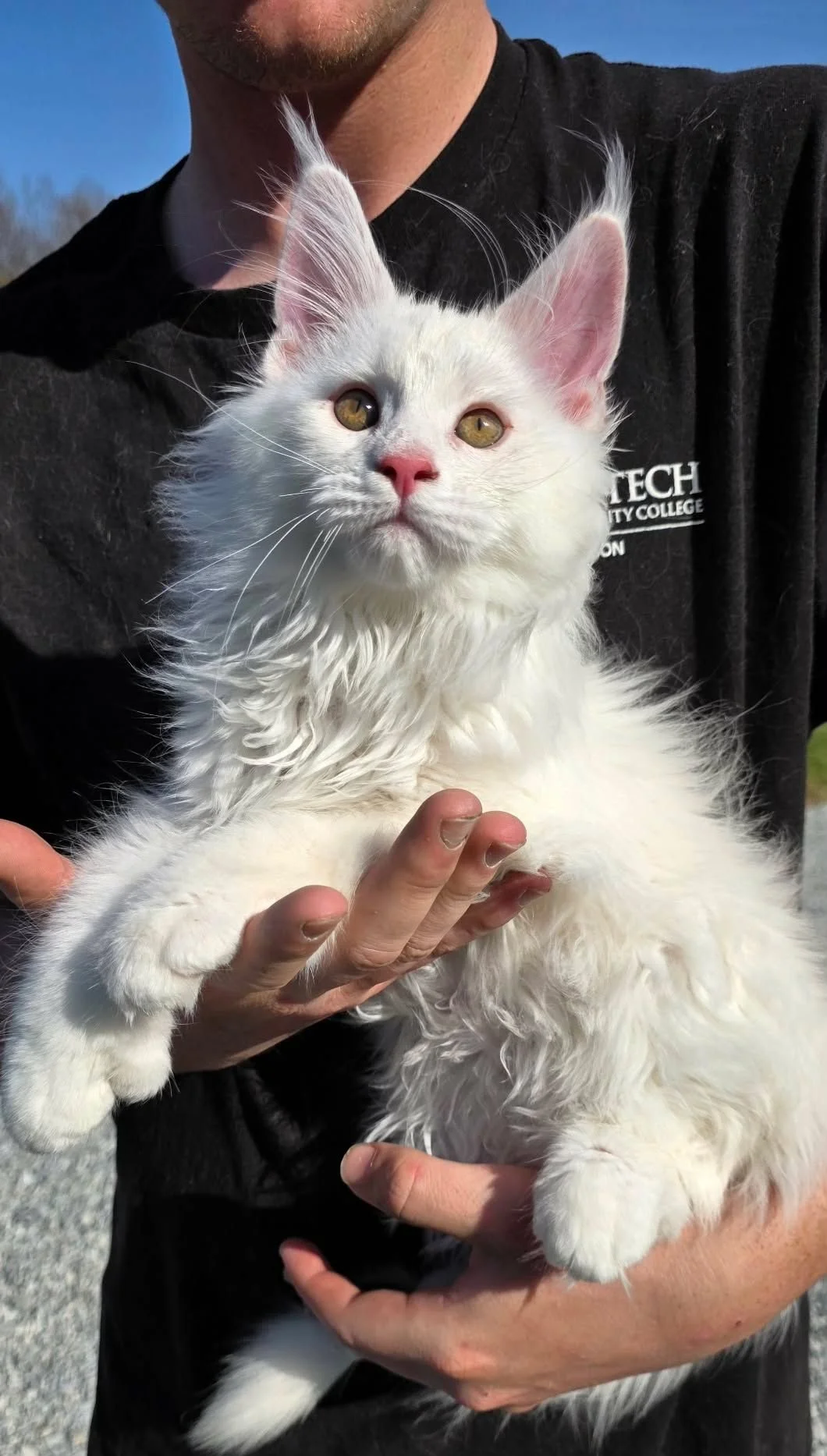 Person holding a fluffy white Maine Coon kitten with pink nose and ears, outdoors.