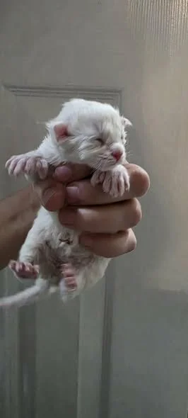 A small, white, newborn Maine Coon kitten For sale adoption Pendleton Indiana
