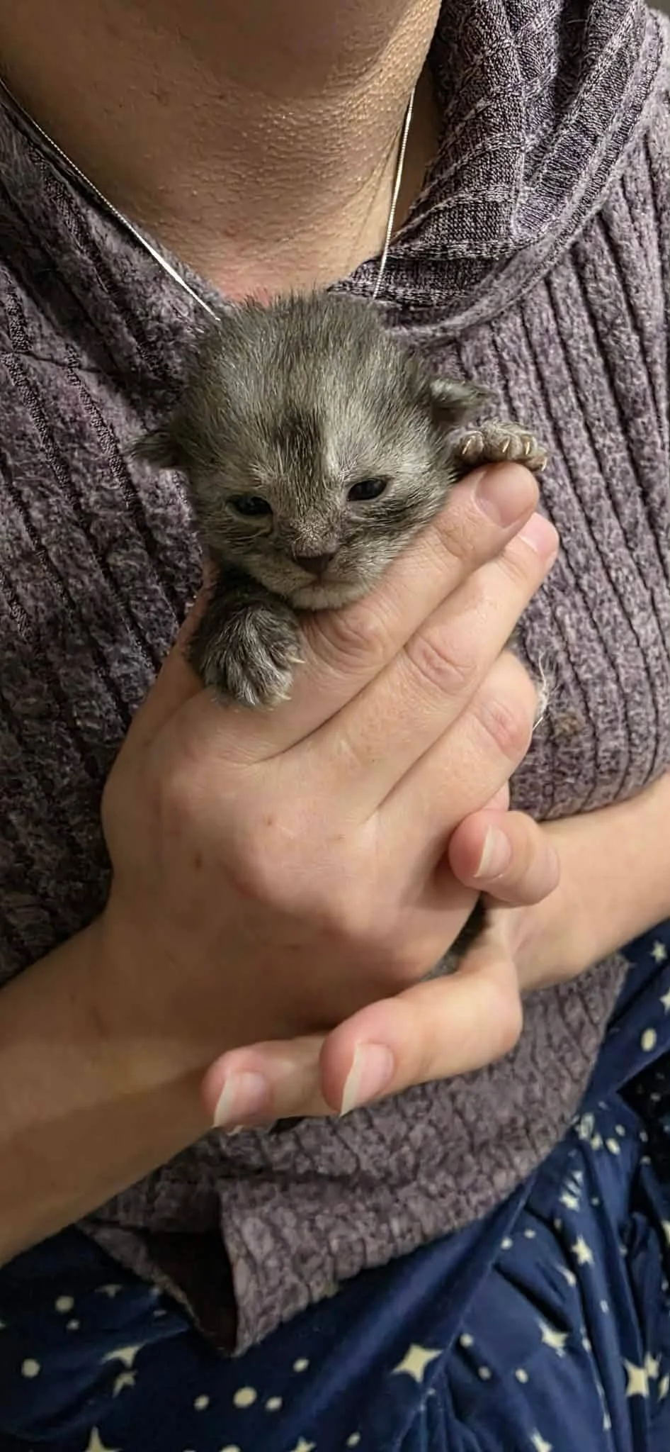 A person selling a Maine Coon kitten in Indiana.