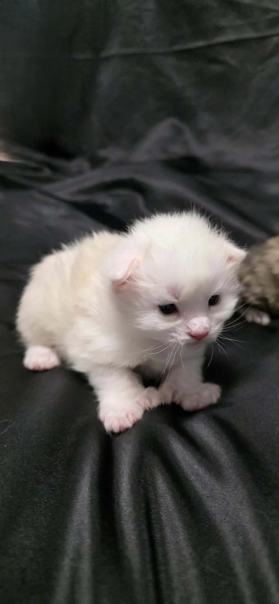 A huge maine coon white kitten with pink nose and paws sitting on a black leather surface.
