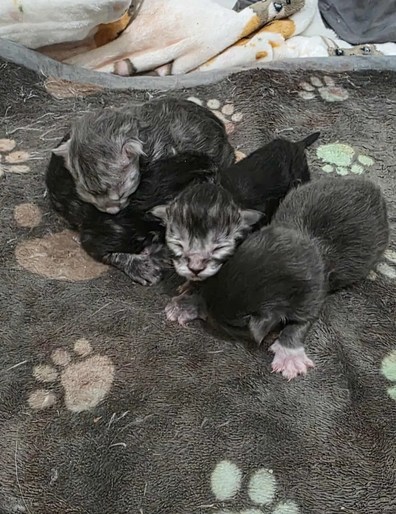 Four newborn Maine Coon kittens cuddling on a paw print patterned blanket.