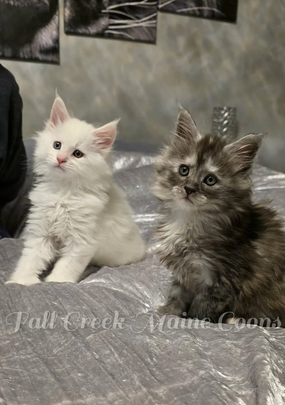 Two adorable fluffy Maine Coon kittens, one white and one gray