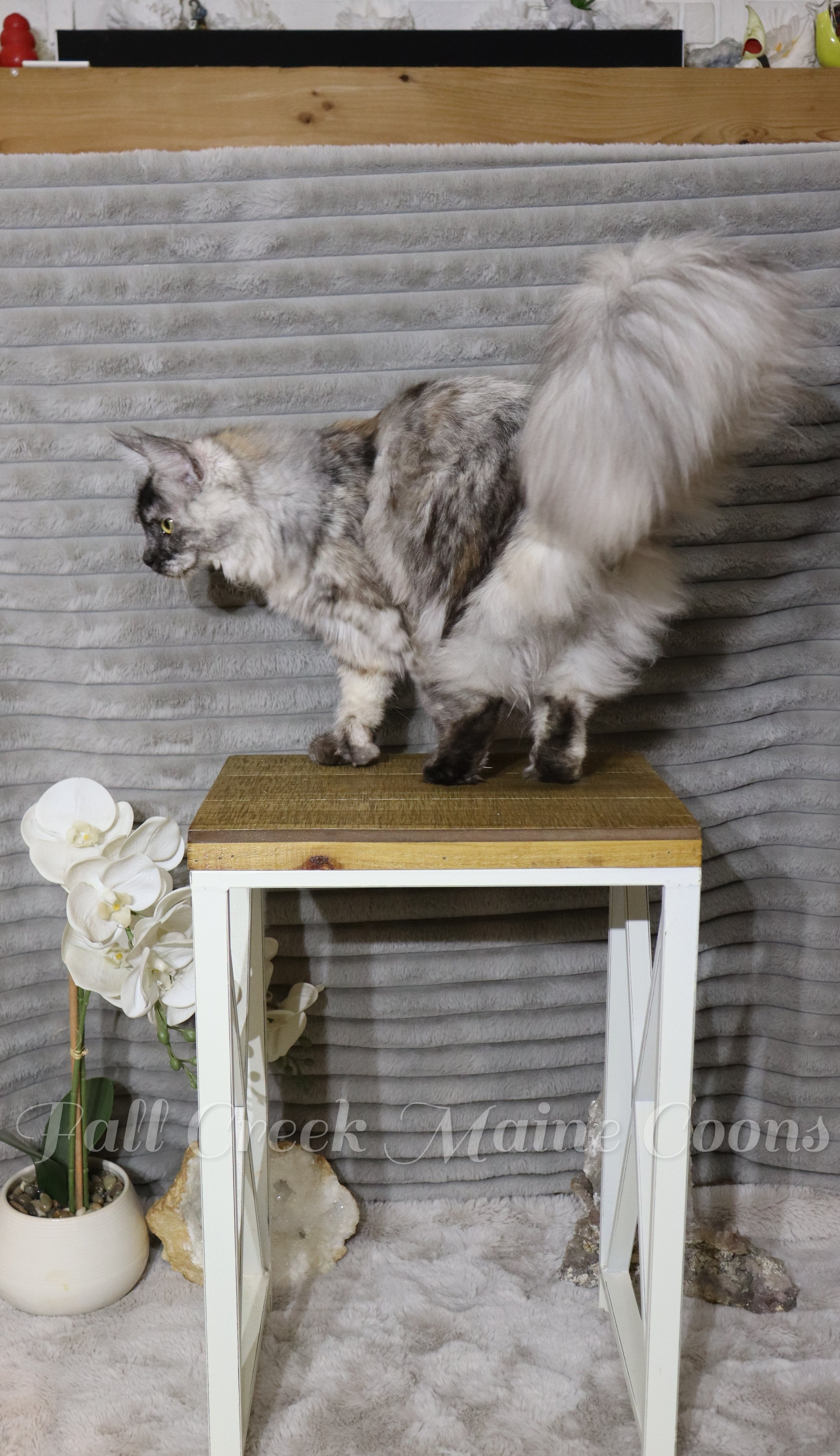 A fluffy gray and white cat standing on a small wooden and white table, with a gray textured background and a potted white orchid plant nearby. Maine coon torbie kittens for sale near me